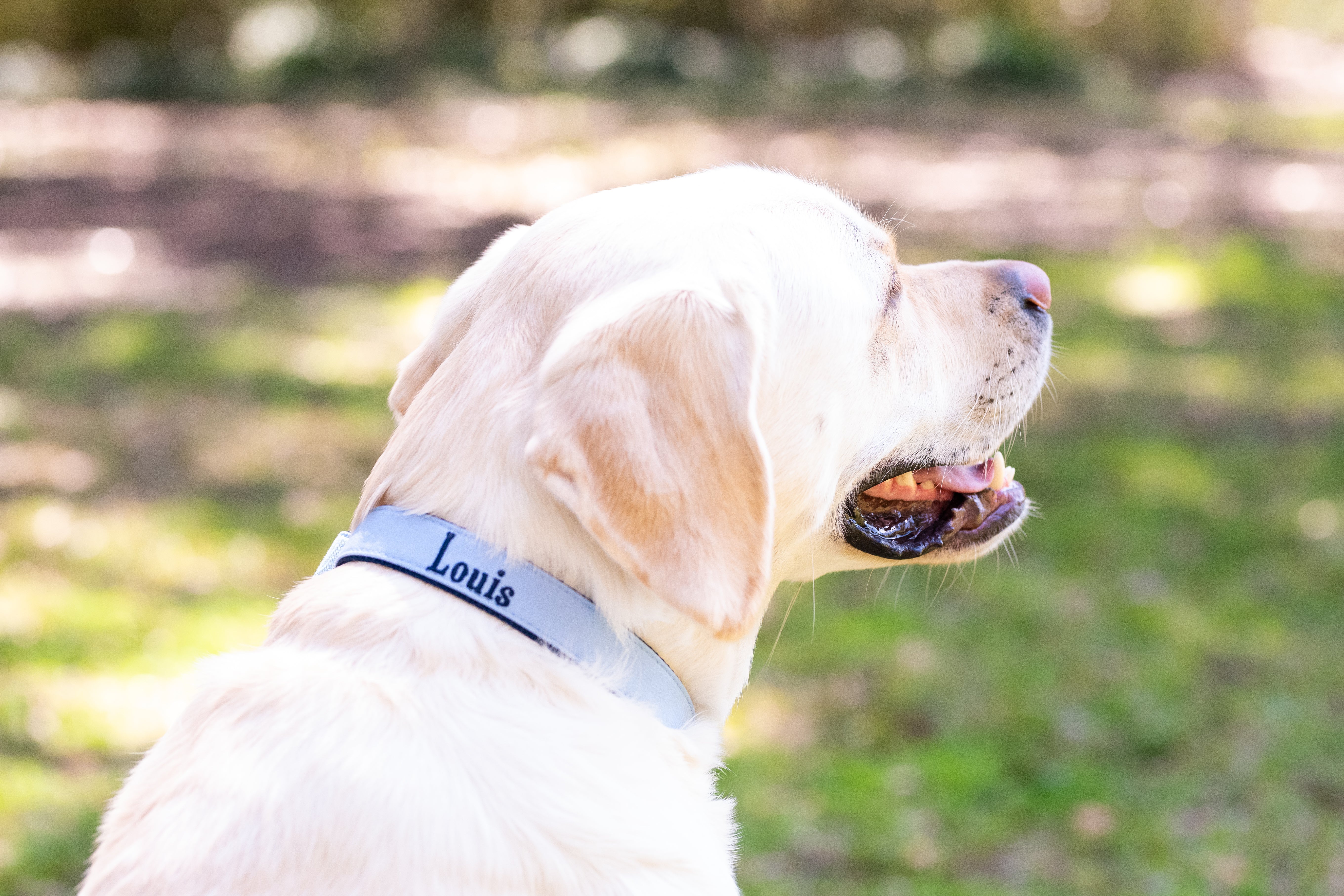 Louis Vuitton Dog Collar - My Pet Treats
