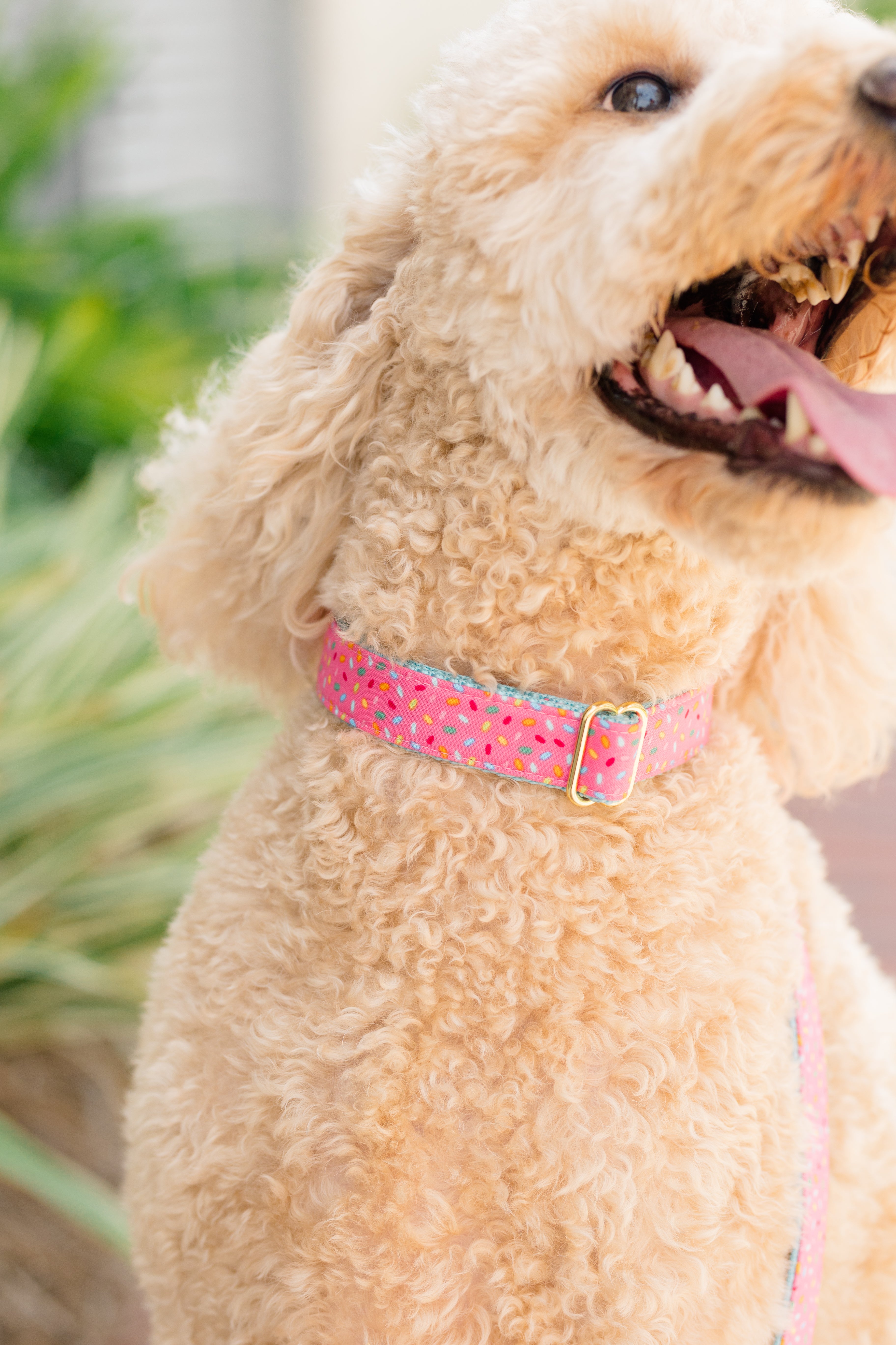 Dog Collars