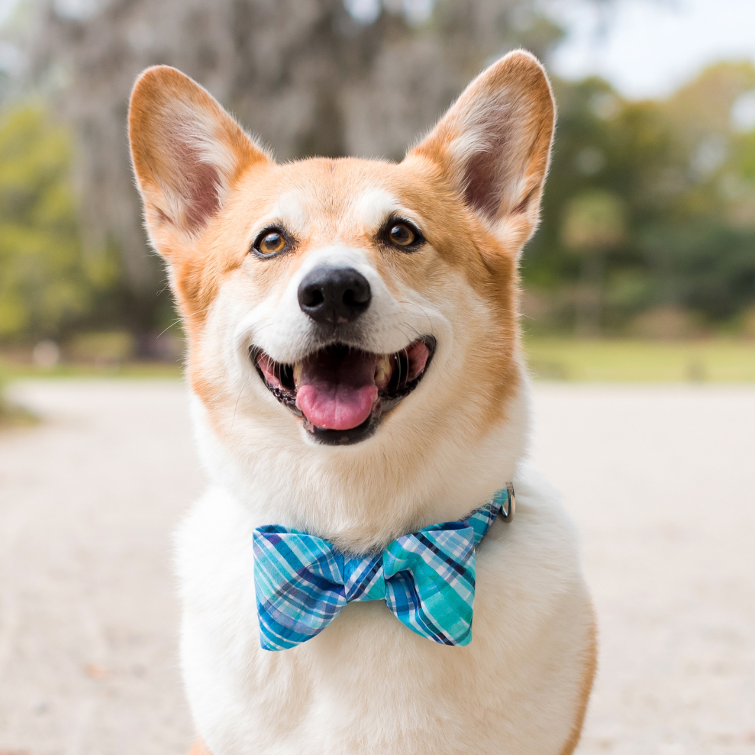 Pawley's Plaid Bow Tie Collar - Crew LaLa