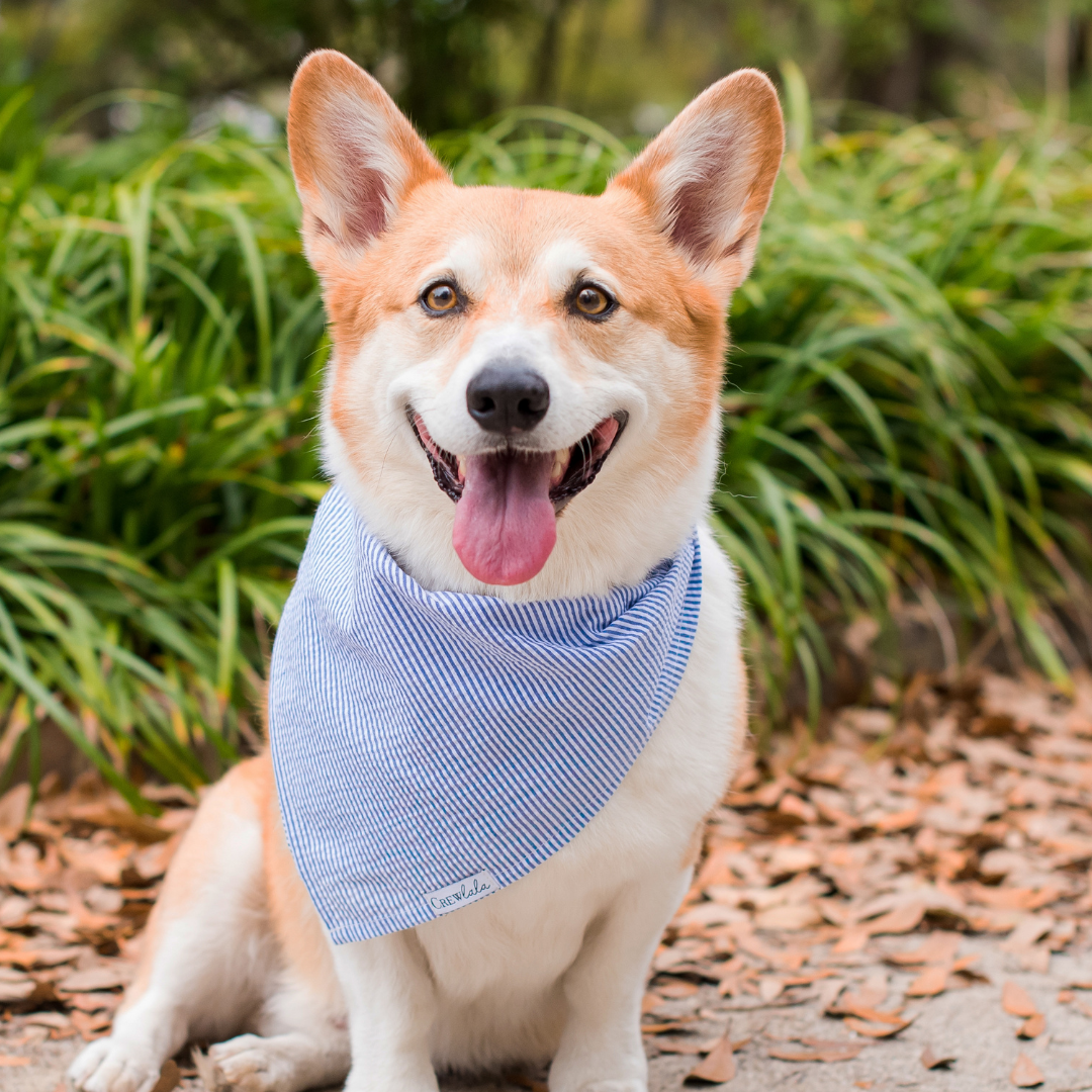 Blue Seersucker Dog Bandana - Crew LaLa