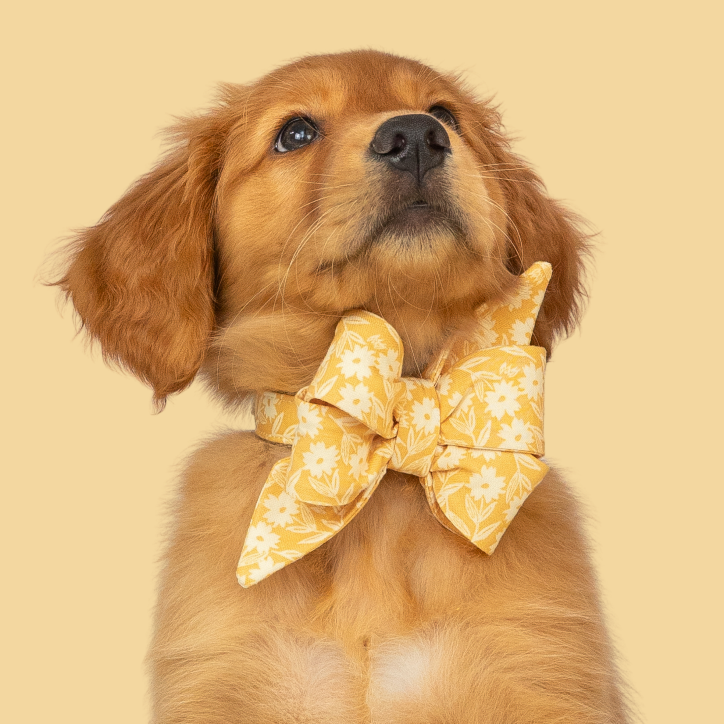 Sunny Stems Belle Bow Collar
