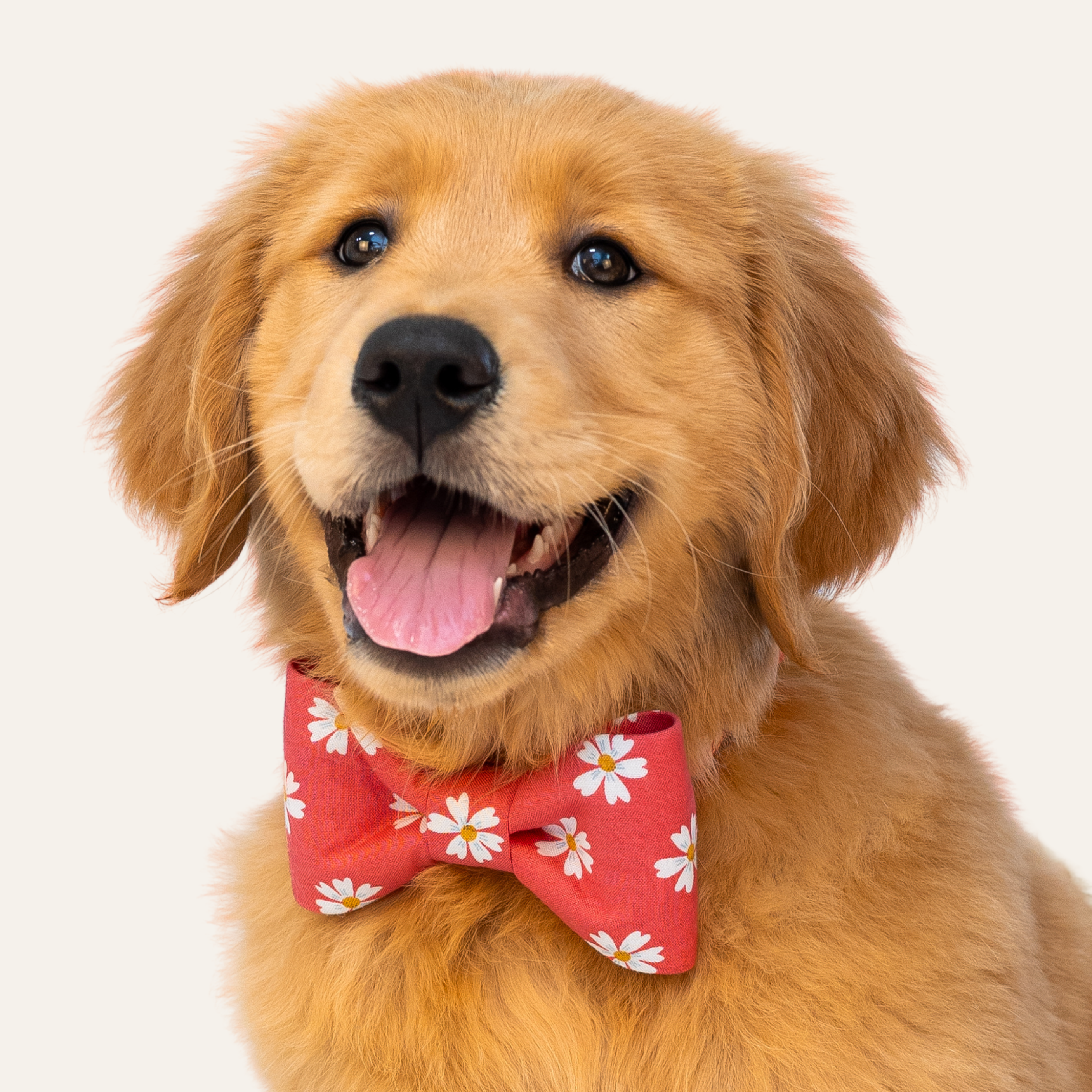 Coral Daisies Bow Tie Collar - Crew LaLa