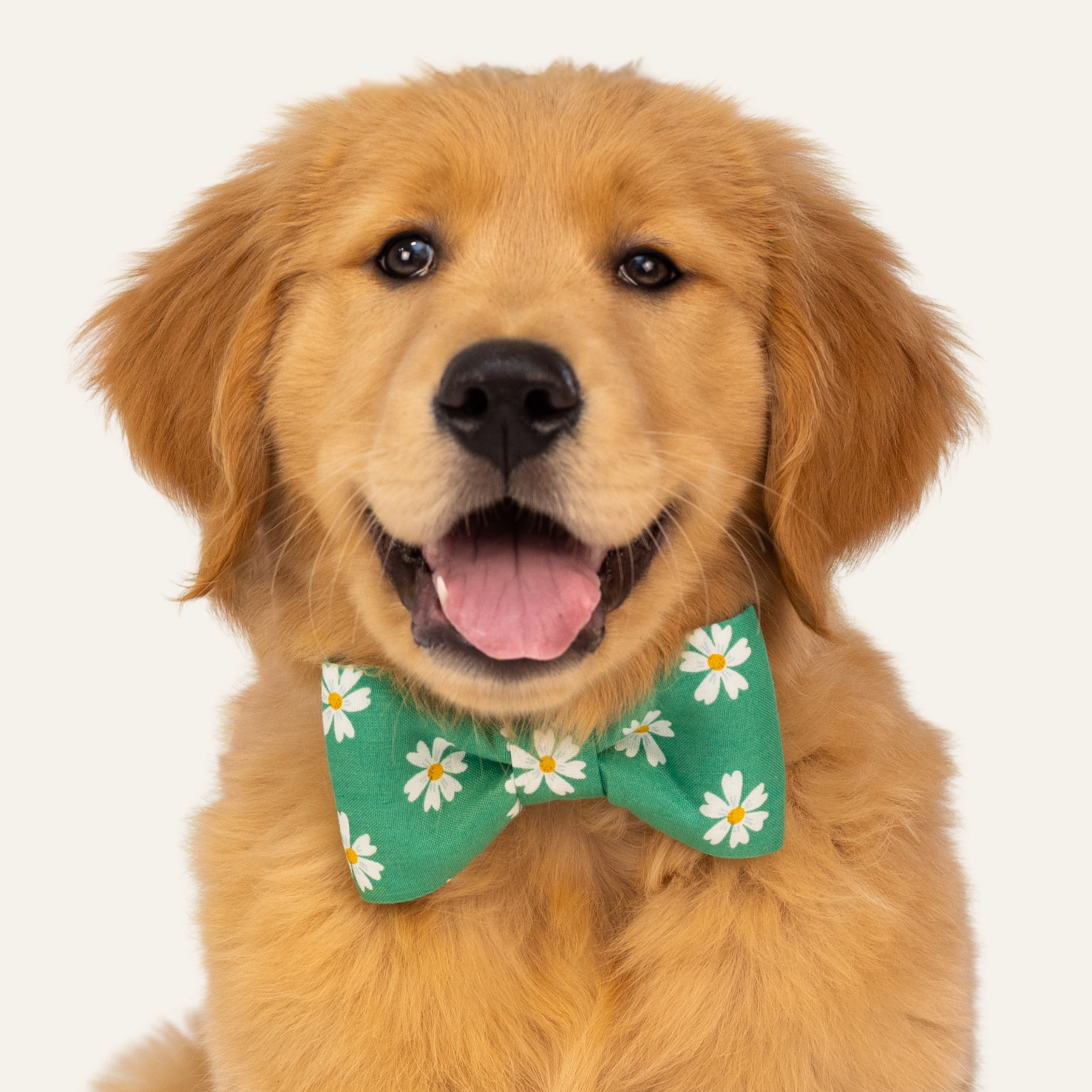 Daisy Meadow Bow Tie Collar - Crew LaLa