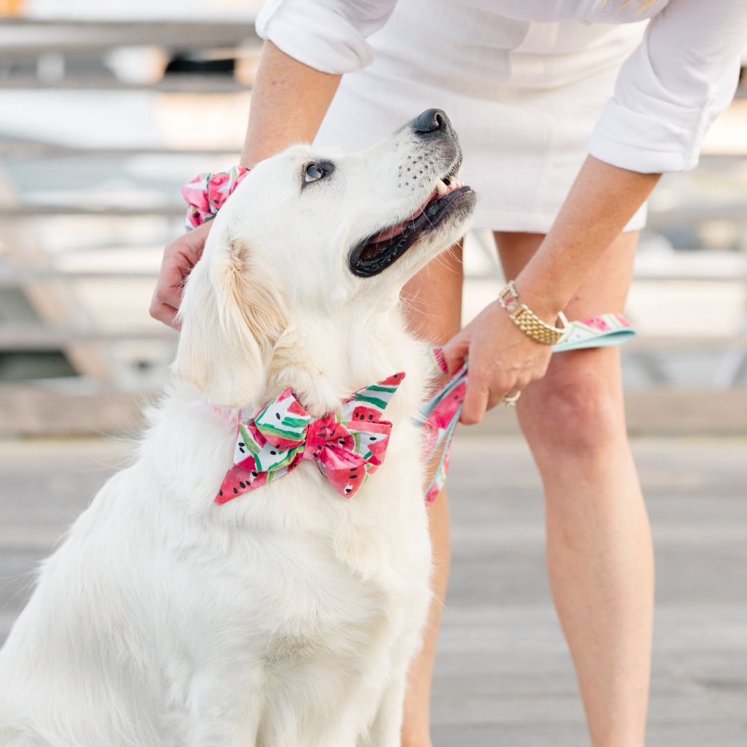 Watercolor Watermelon Belle Bow Dog Collar - Crew LaLa