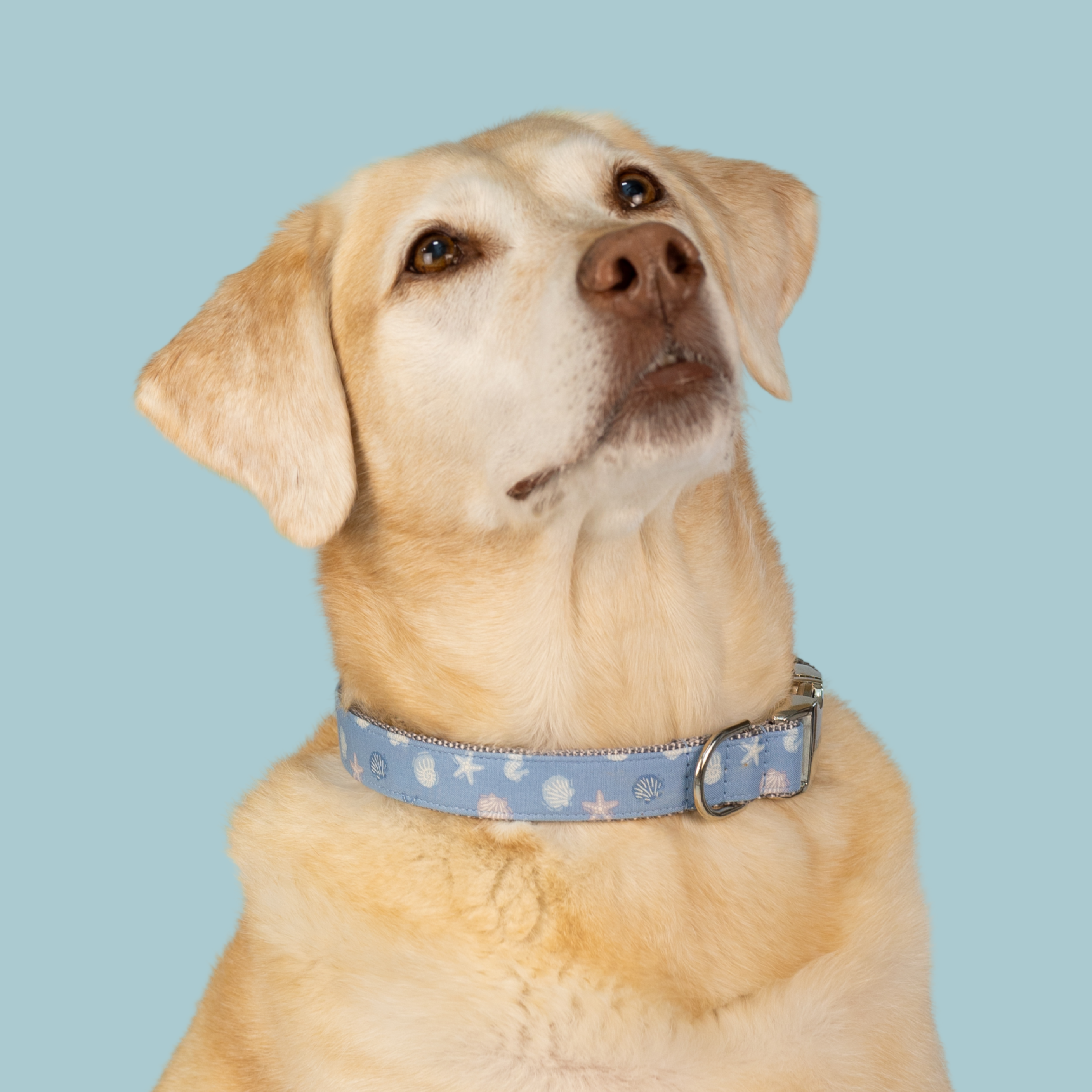 Blue Sea Shells Dog Collar