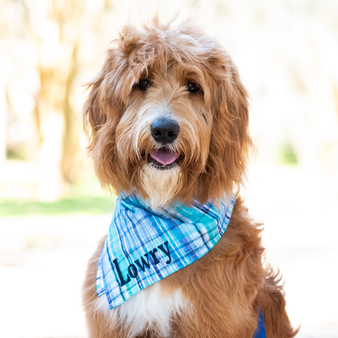 Pawley's Plaid Dog Bandana - Crew LaLa