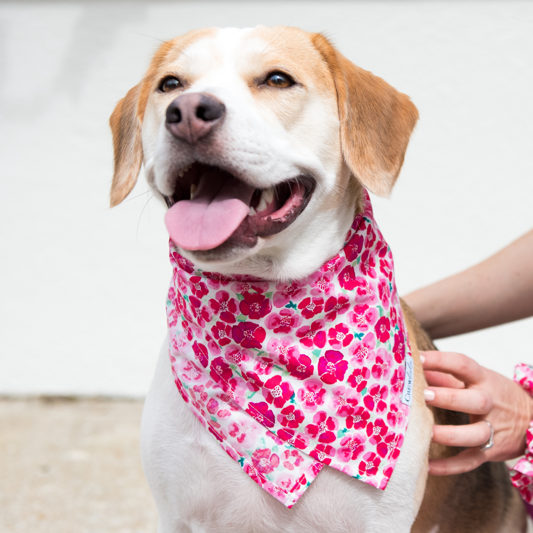 Pink Primrose Dog Bandana - Crew LaLa