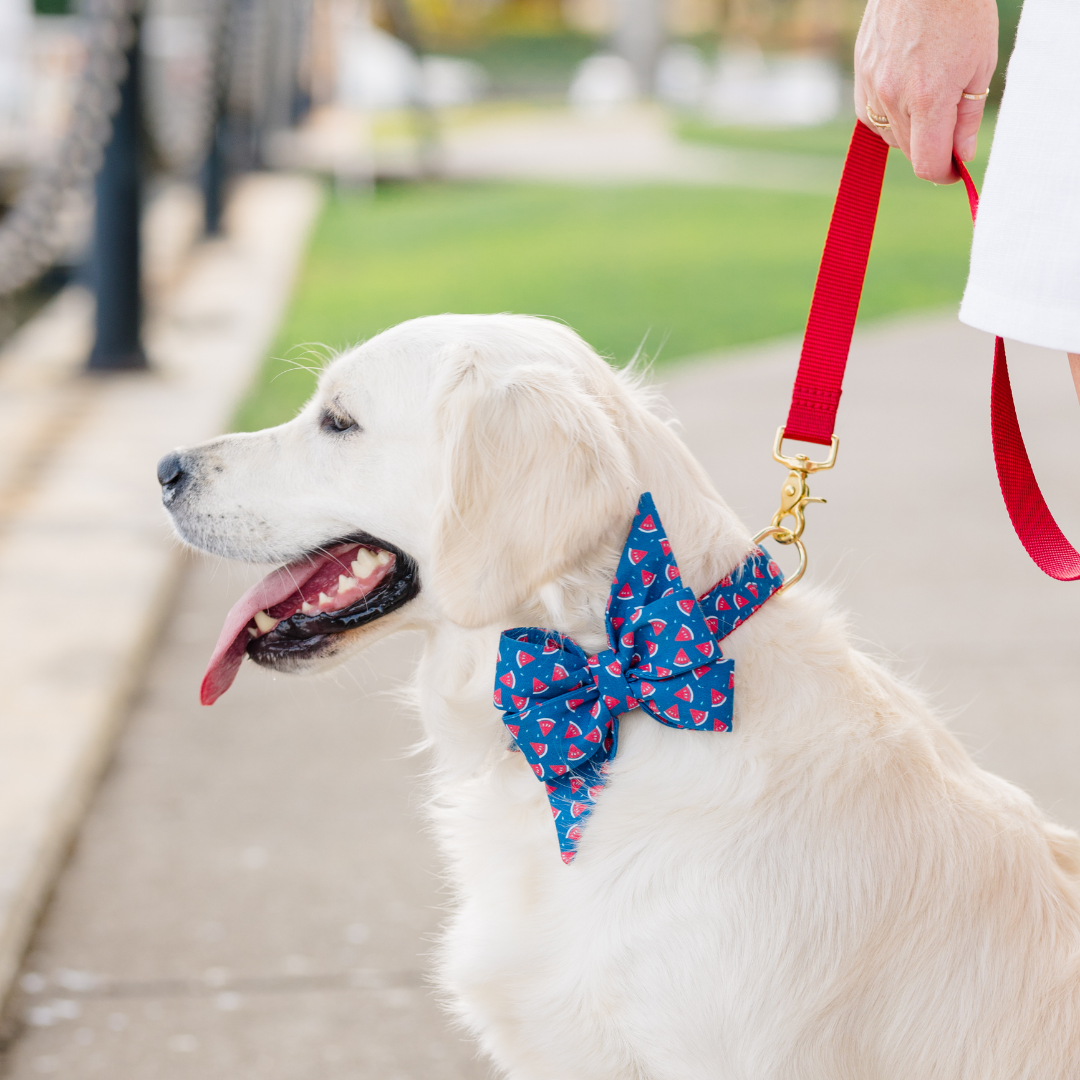Watermelon Toss Belle Bow Dog Collar - Crew LaLa