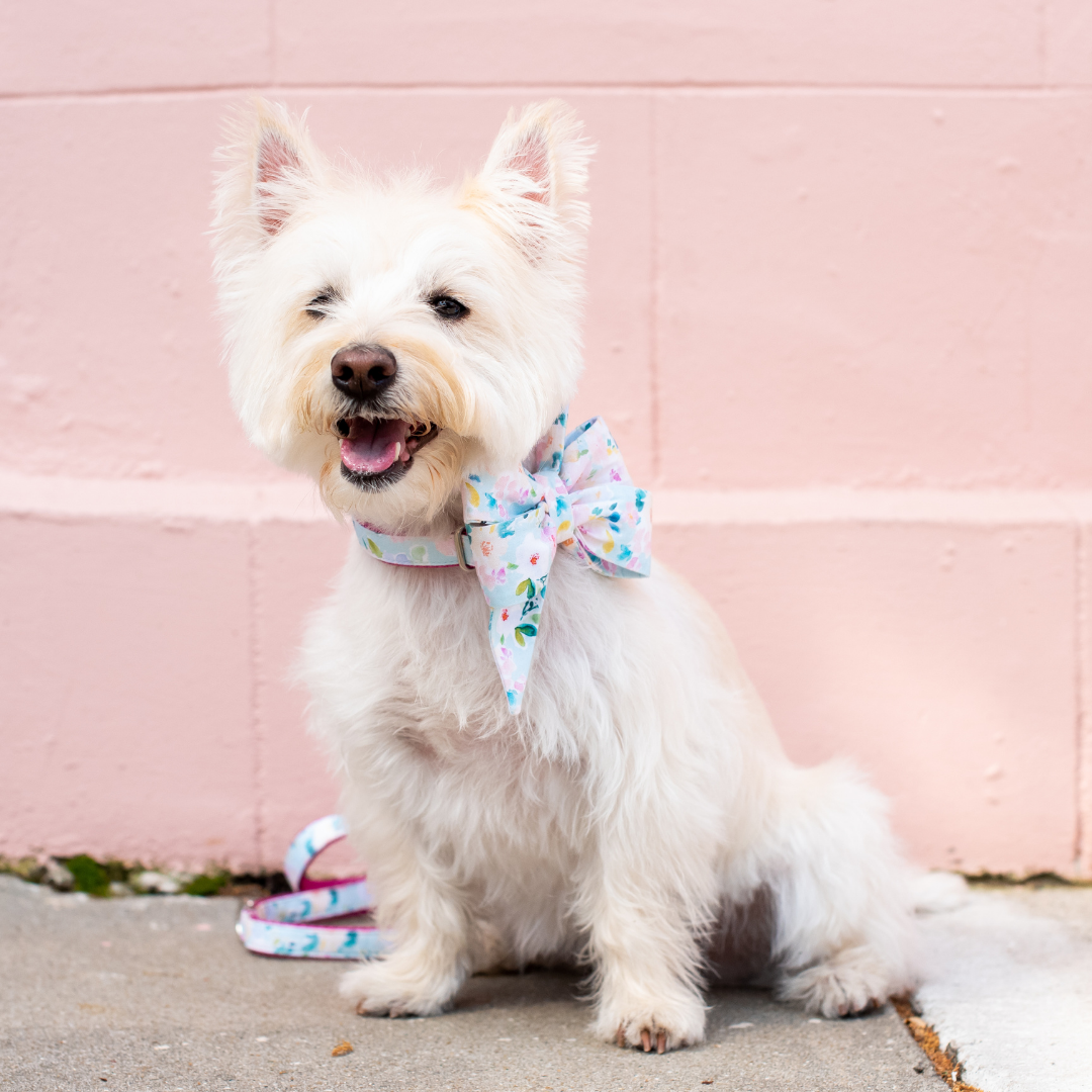 Cloudy Blooms Belle Bow Dog Collar - Crew LaLa
