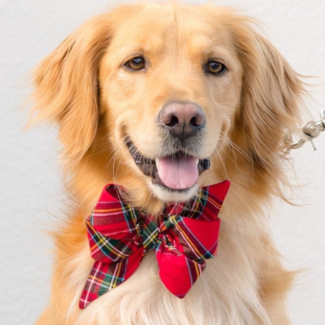 Scottish Tartan Belle Bow Dog Collar - Crew LaLa