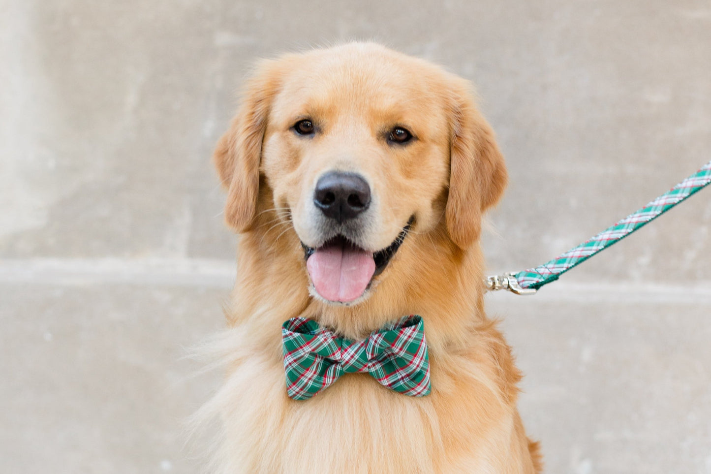 Evergreen Plaid Bow Tie Dog Collar - Crew LaLa