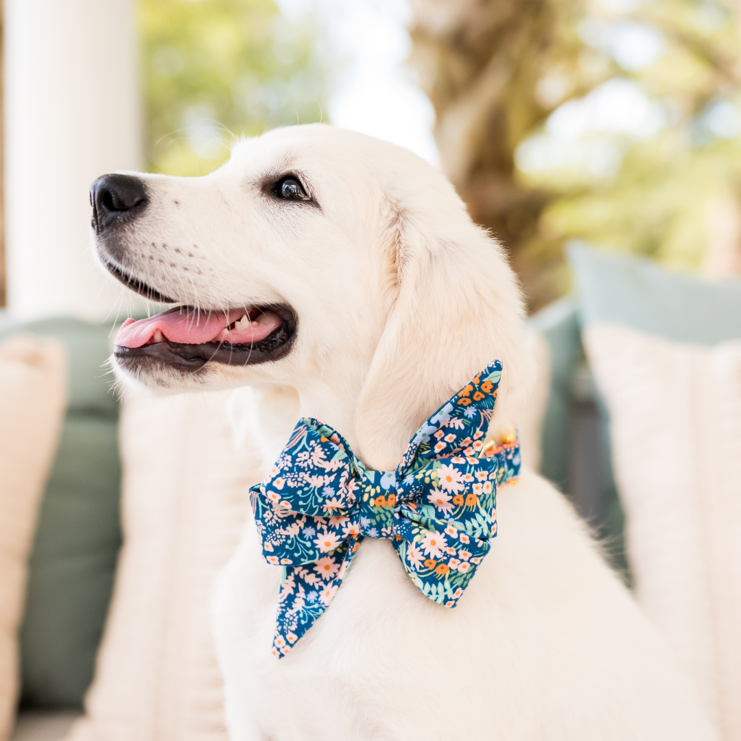 Darling Floral Belle Bow Dog Collar - Crew LaLa