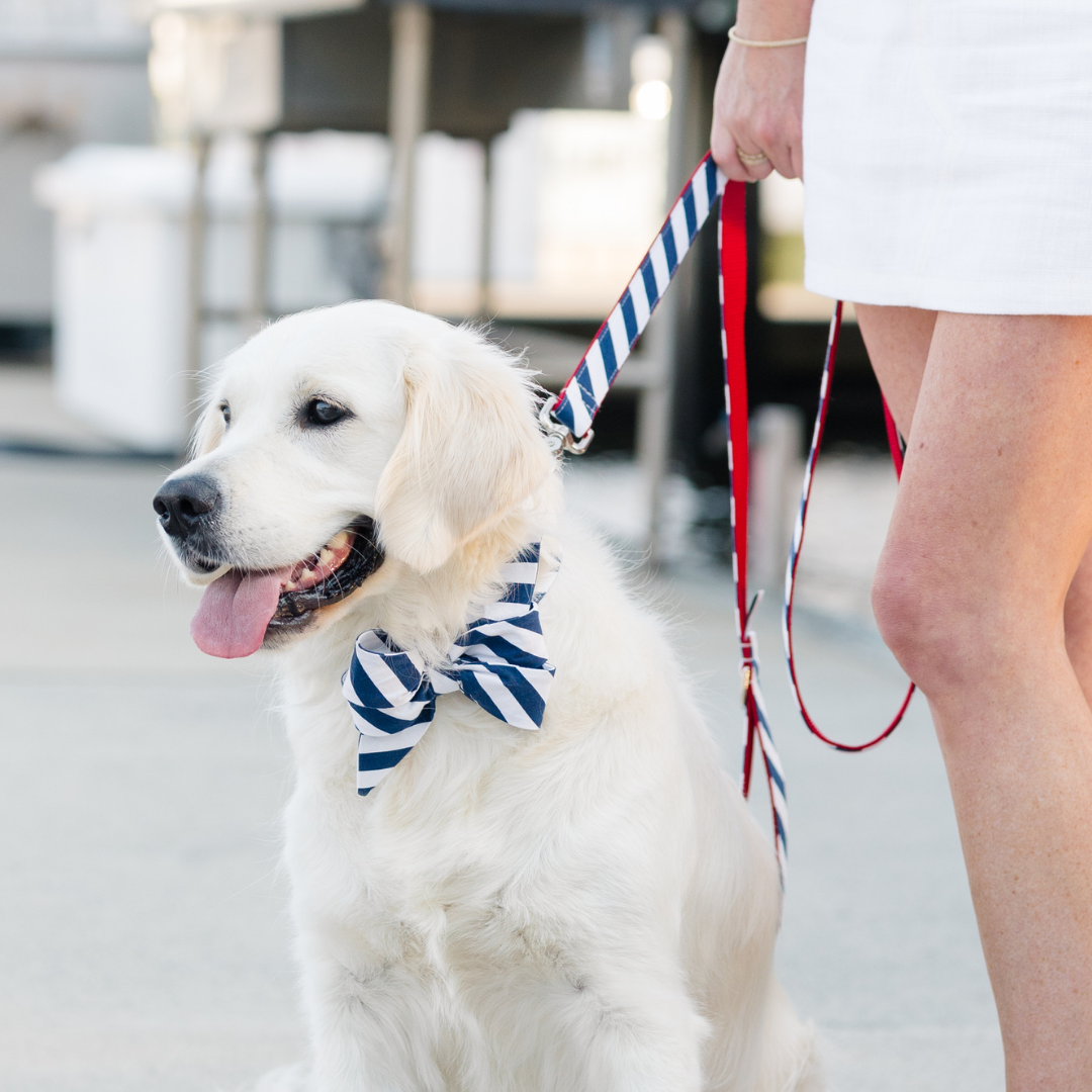 Navy Stripe Belle Bow Dog Collar - Crew LaLa