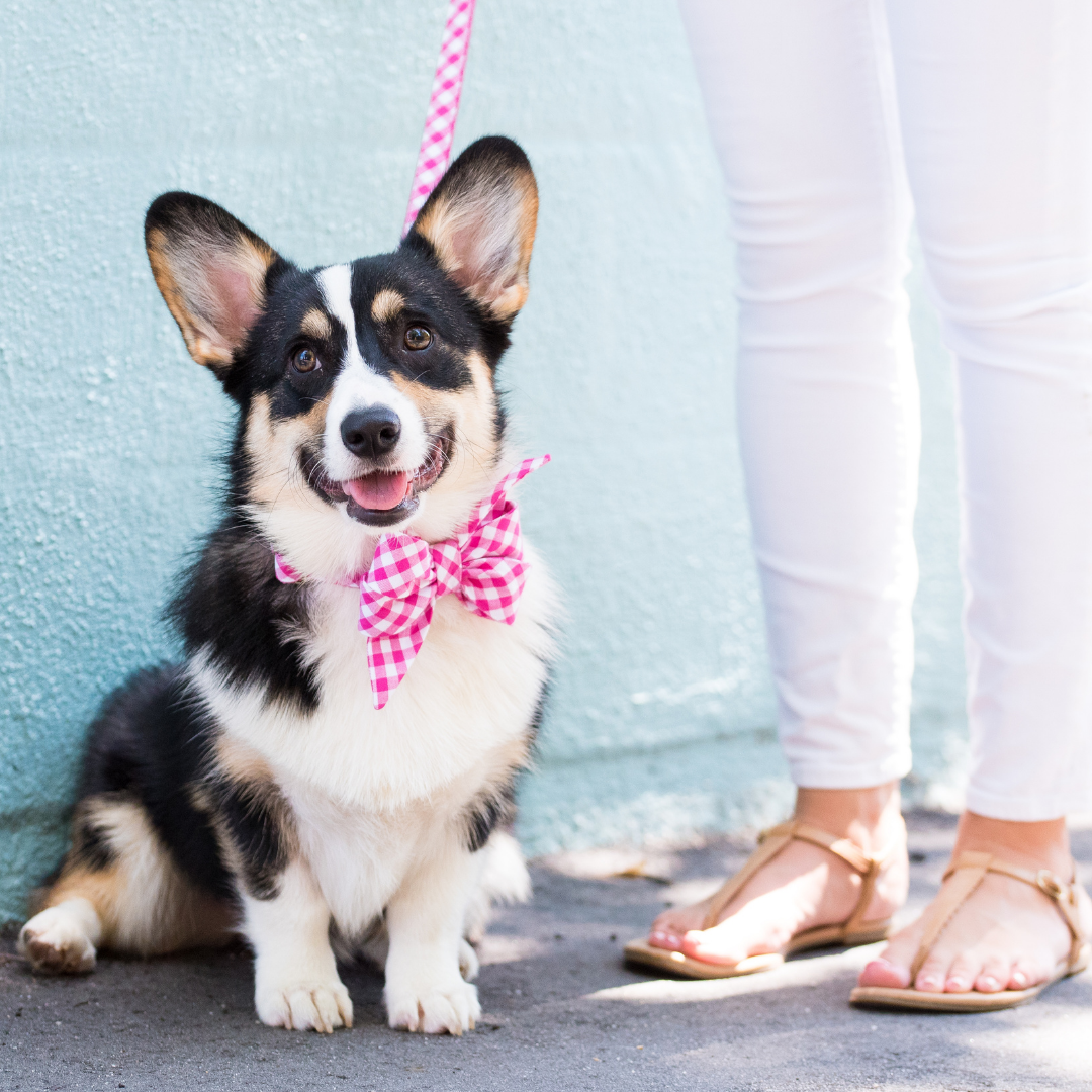 Fuchsia Picnic Plaid Belle Bow Dog Collar - Crew LaLa