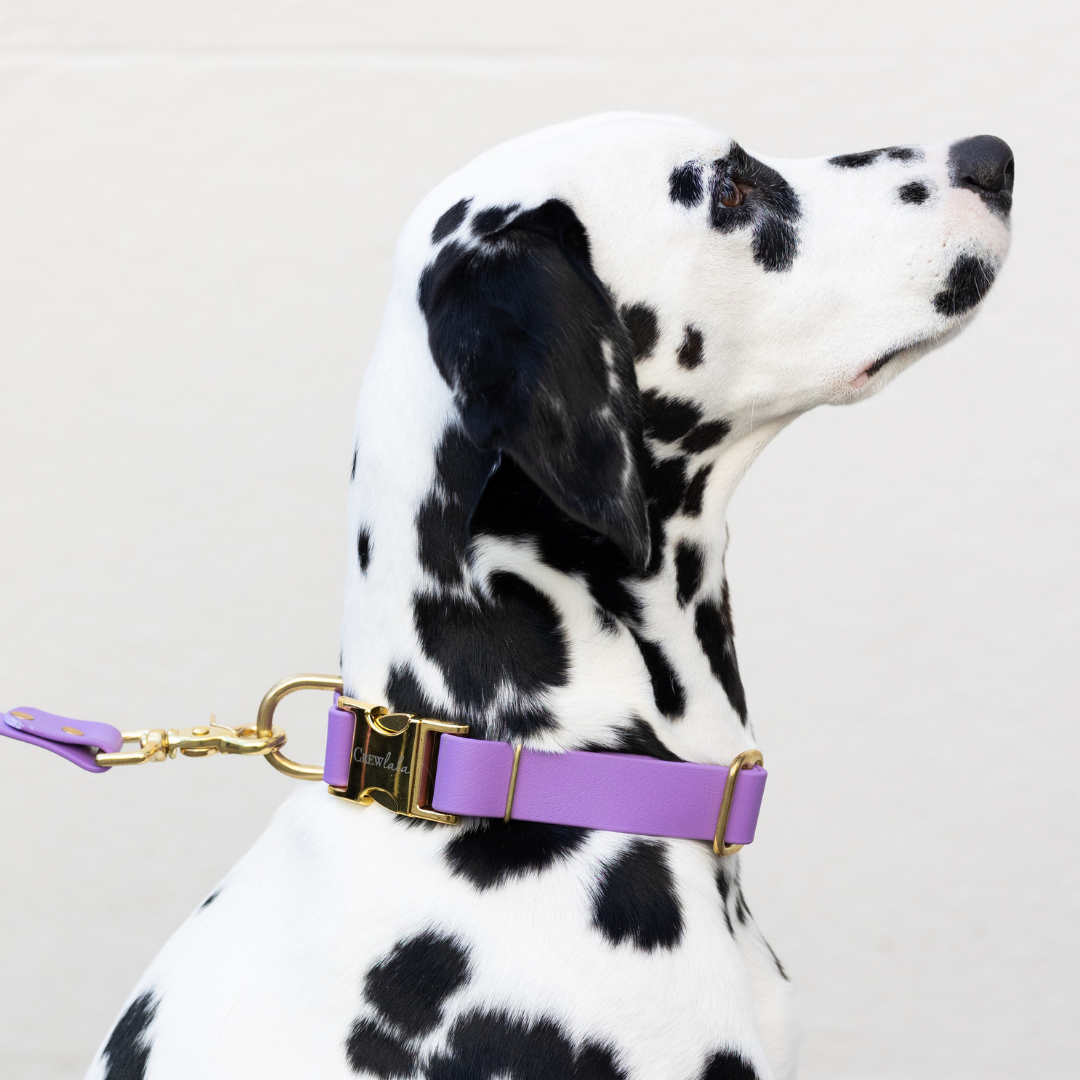Purple Biothane Collar - Crew LaLa