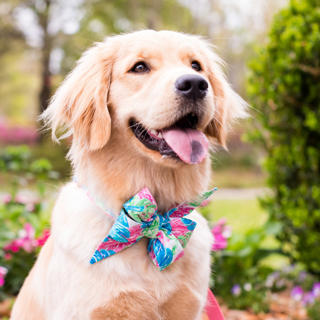 Lilly Palms Belle Bow Dog Collar - Crew LaLa