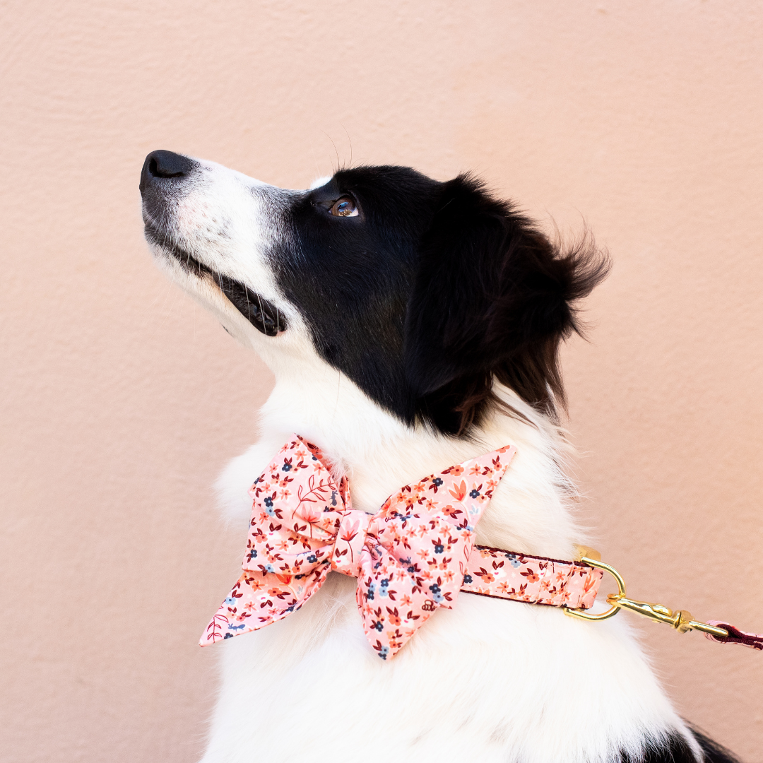 Autumn Fields Belle Bow Dog Collar - Crew LaLa