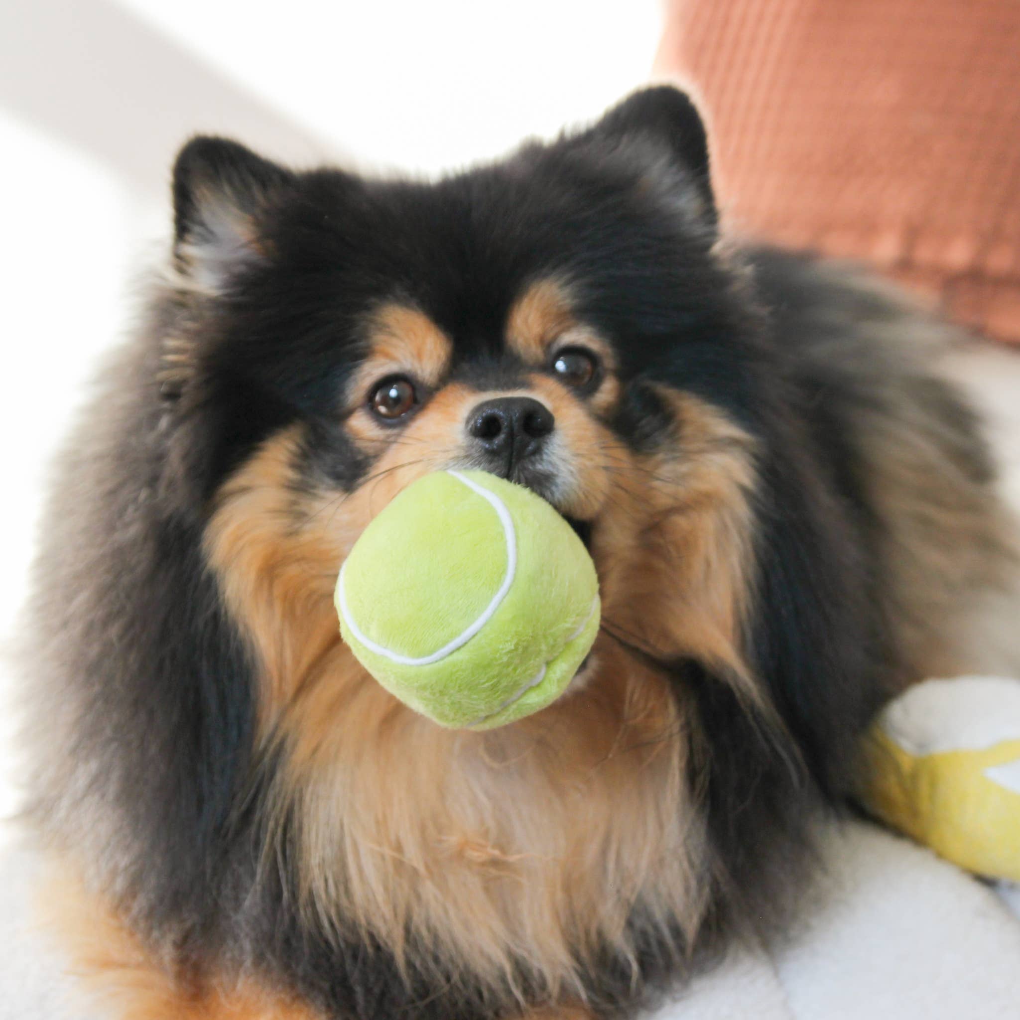 TENNIS POP // ENRICHMENT DOG TOY // Squeaky Ball Set - Crew LaLa