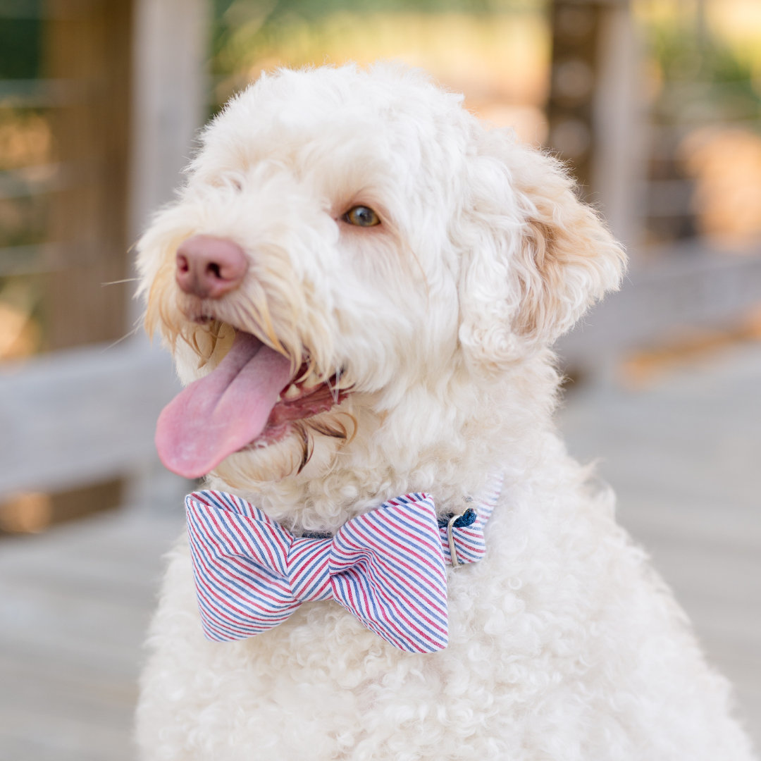 Americana Red & Blue Seersucker Bow Tie Dog Collar - Crew LaLa