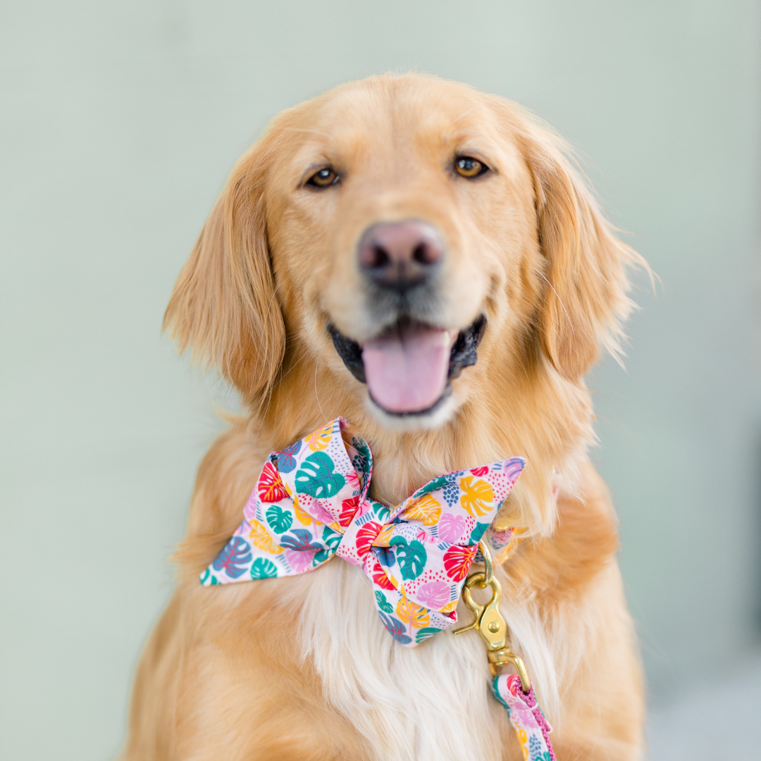 Pop Art Palms Belle Bow Dog Collar - Crew LaLa