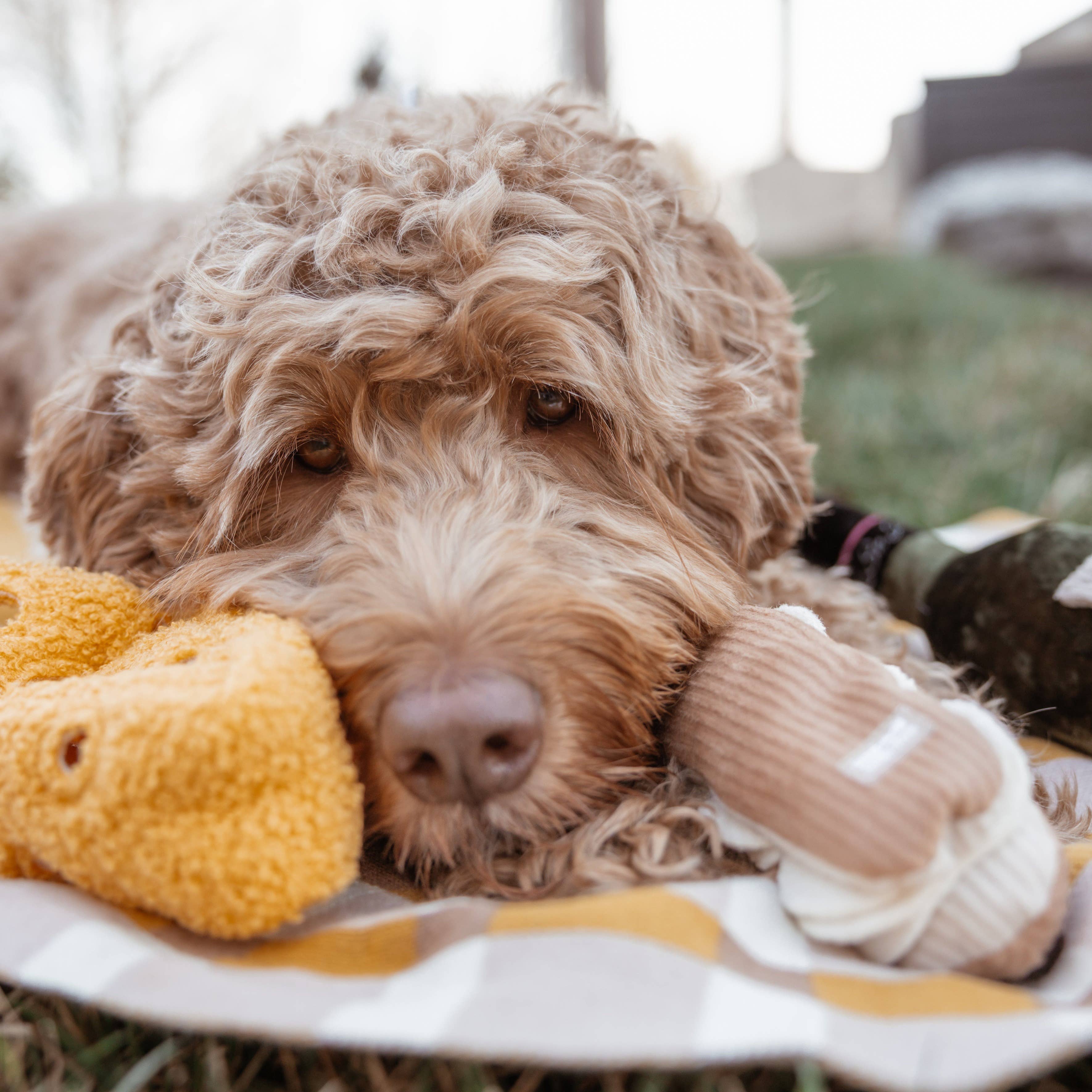 FROMAGE // ENRICHMENT DOG TOY // SNUFFLE TOY - Crew LaLa