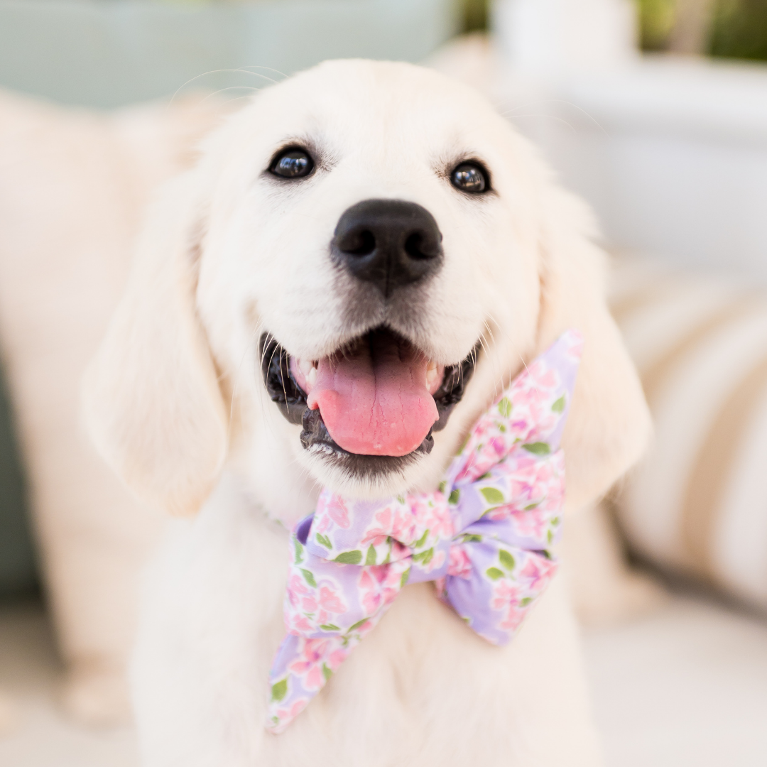 Tuscan Terrace Belle Bow Dog Collar - Crew LaLa