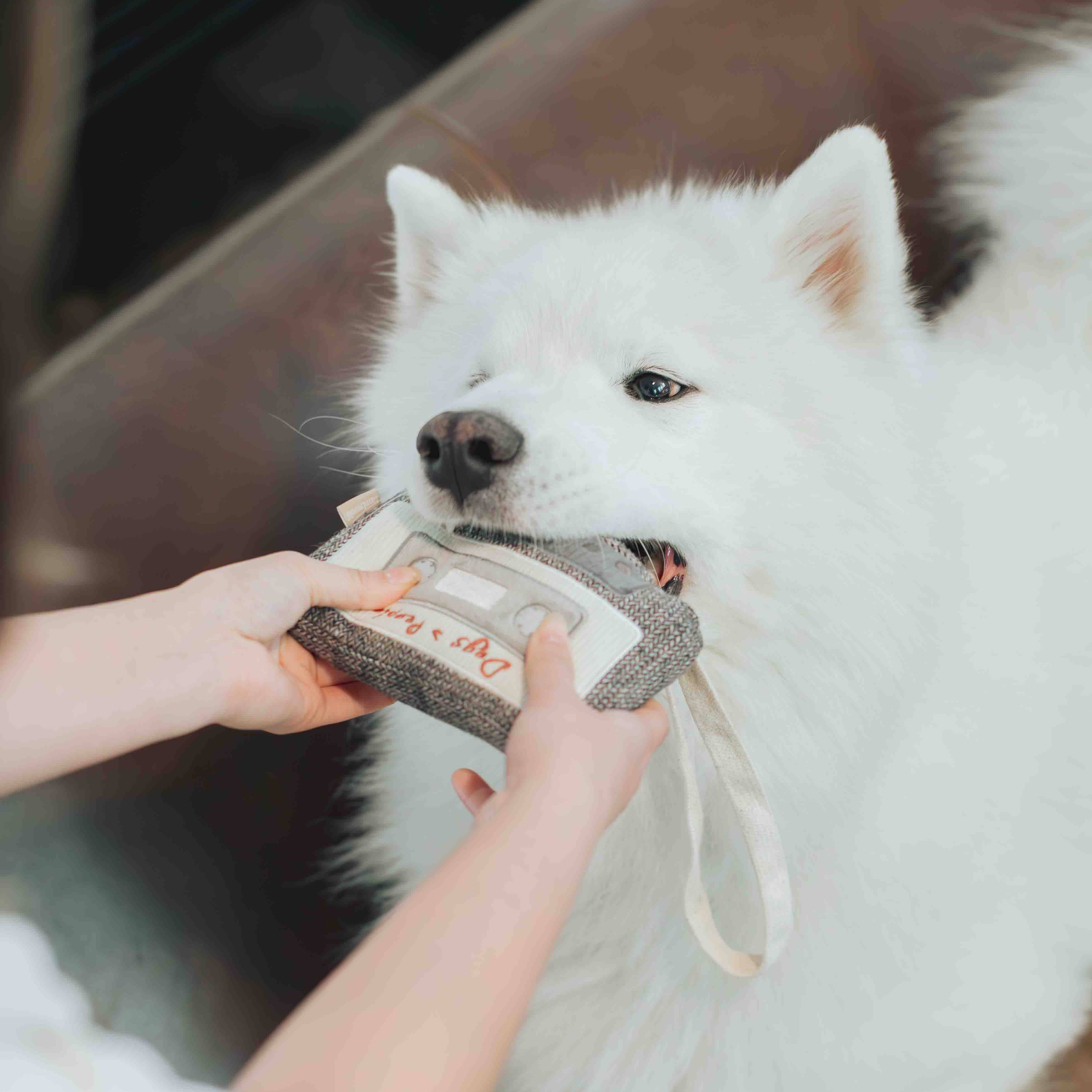 CASSETTE // ENRICHMENT DOG TOY // SNUFFLE TOY - Crew LaLa