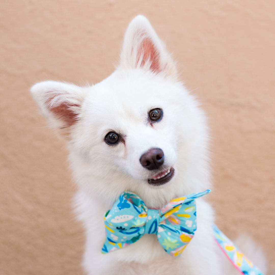 Bayside Blooms Belle Bow Dog Collar - Crew LaLa