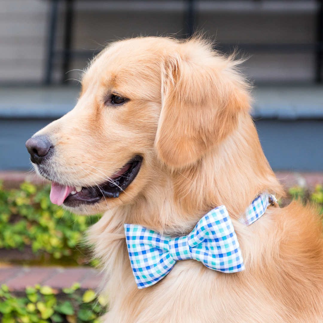 Cali Check Bow Tie Dog Collar - Crew LaLa