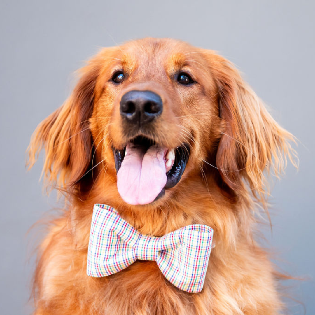 Dad Plaid Bow Tie Dog Collar - Crew LaLa