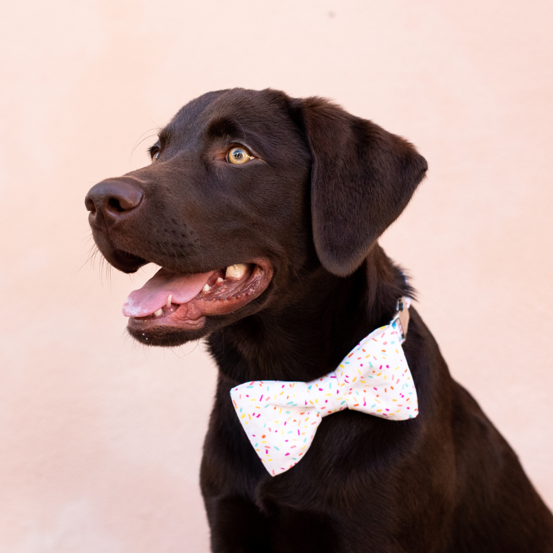 Birthday Sprinkles Bow Tie Dog Collar - Crew LaLa
