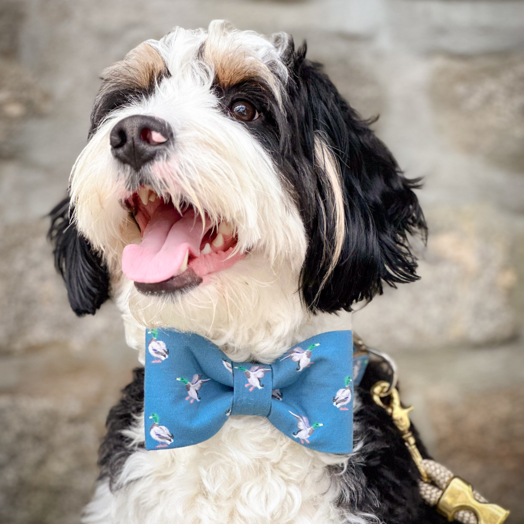 Dapper Duck Bow Tie Dog Collar - Crew LaLa