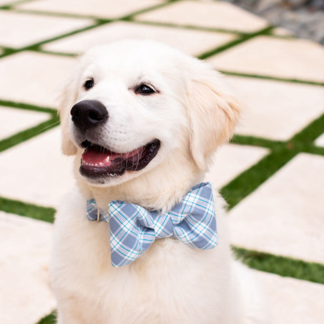 Ellington Plaid Bow Tie Collar - Crew LaLa