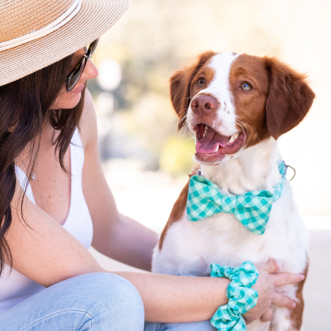 Felix Plaid Bow Tie Dog Collar - Crew LaLa