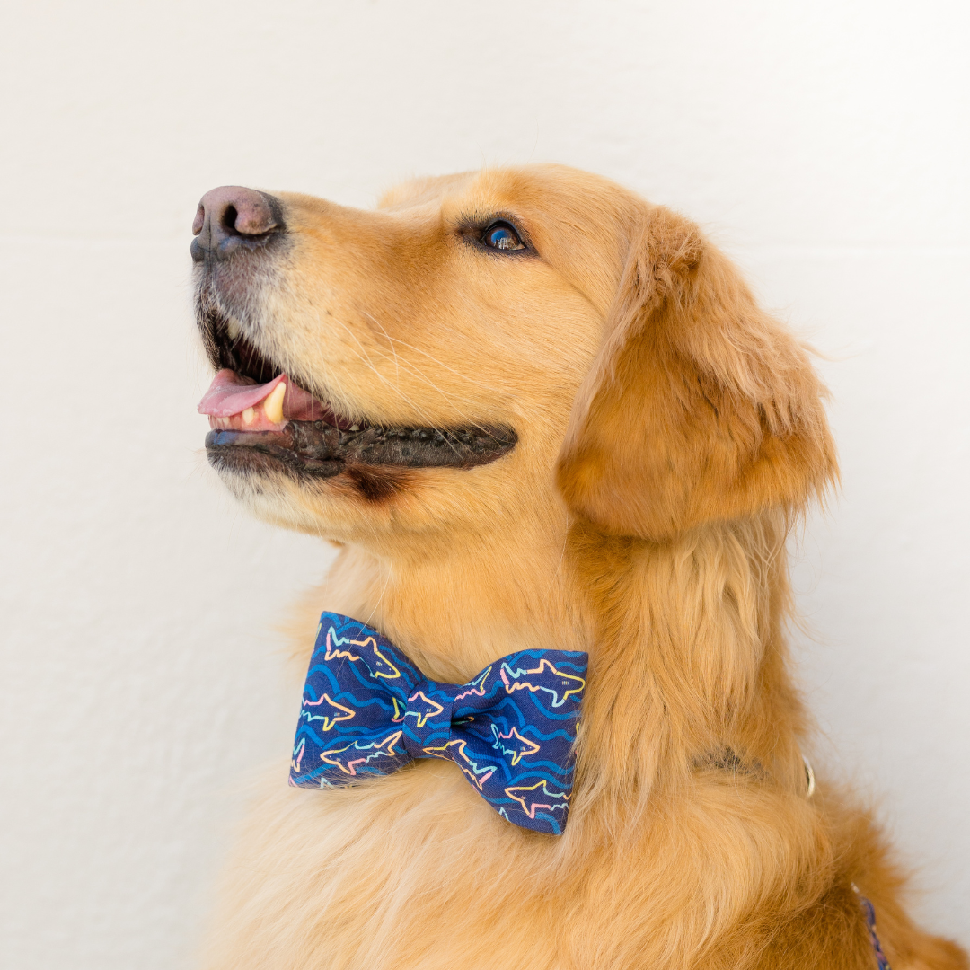 Neon Sharks Bow Tie Dog Collar - Crew LaLa