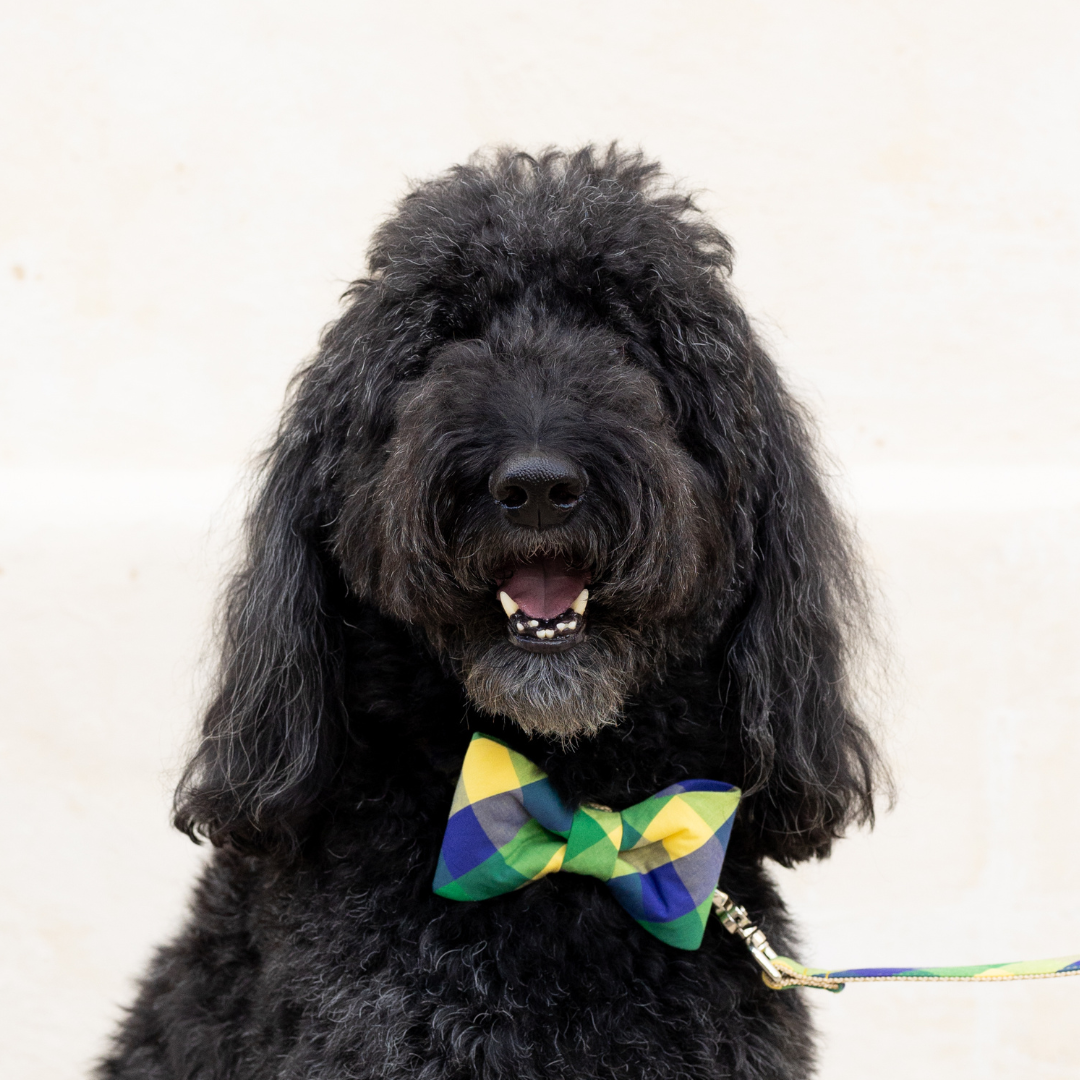 NOLA Plaid Bow Tie Dog Collar - Crew LaLa