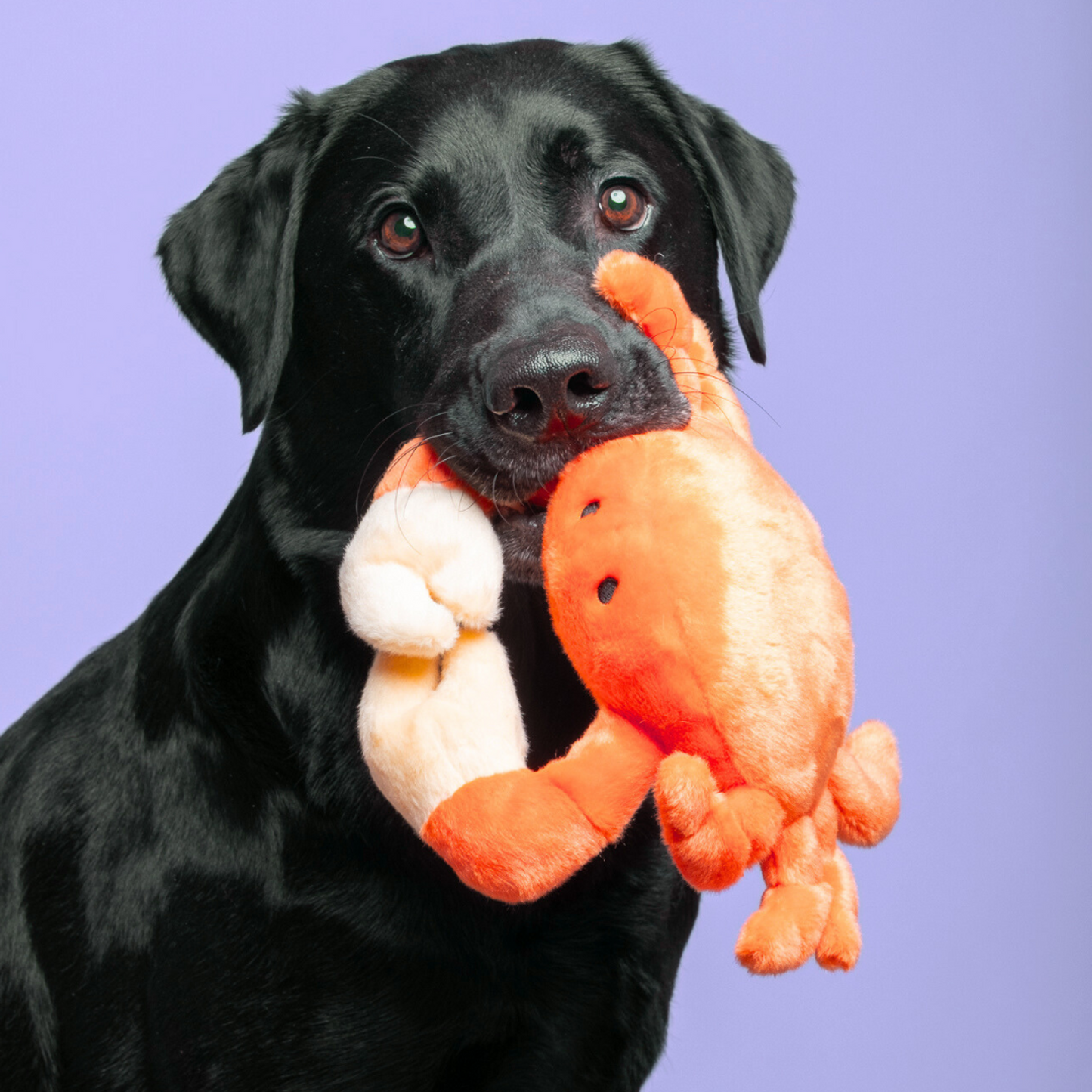 Fluff & Tuff™ "Phyllis Crab" Dog Toy - Crew LaLa