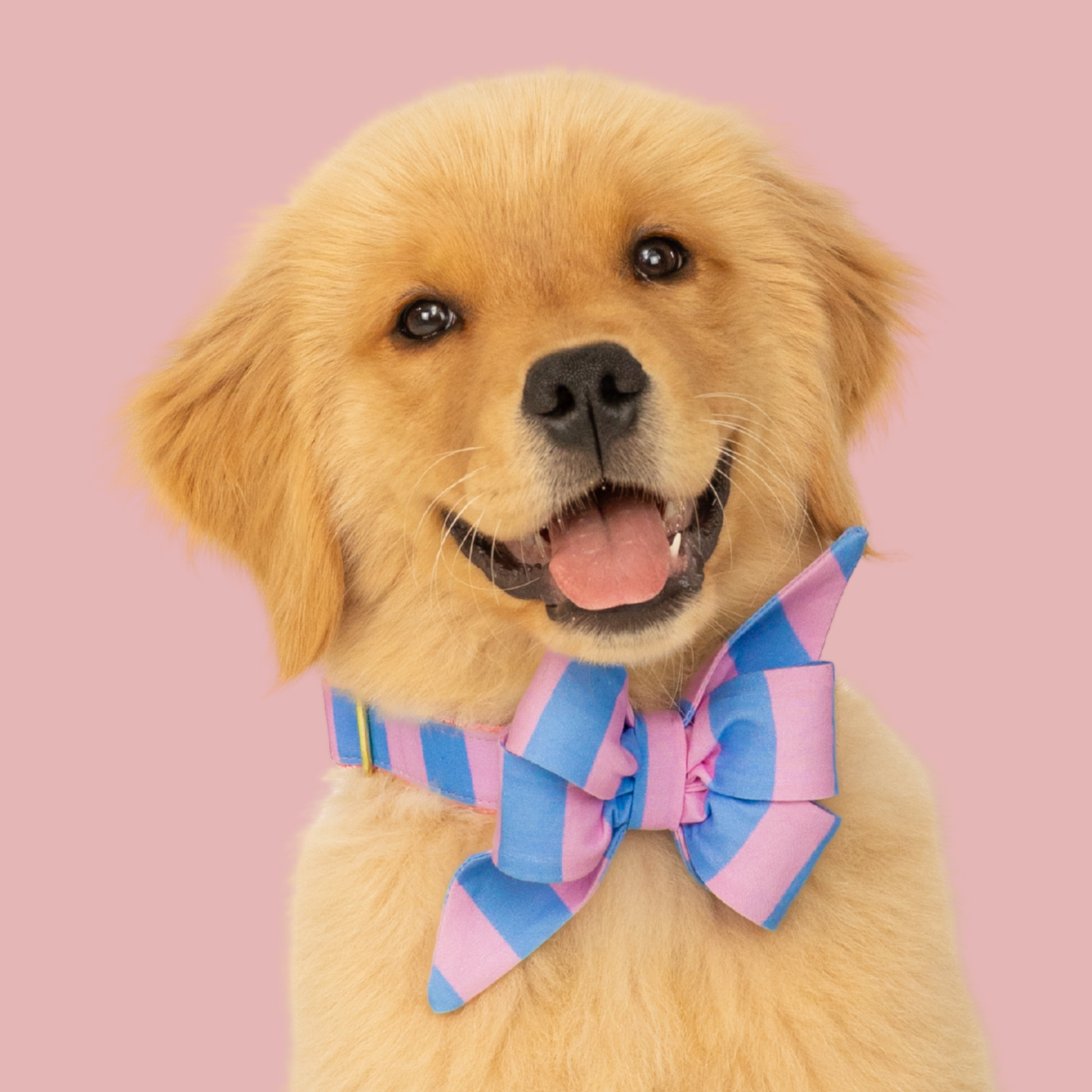 Alfresco Stripe Belle Bow Collar