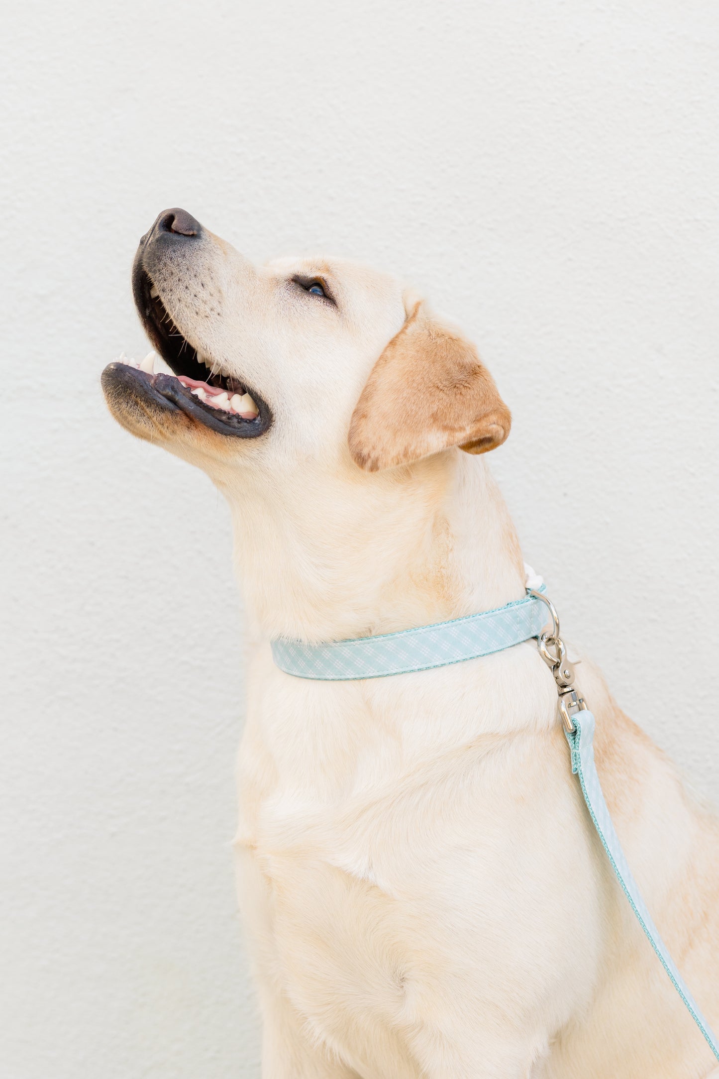 Blue Lattice Dog Collar - Crew LaLa