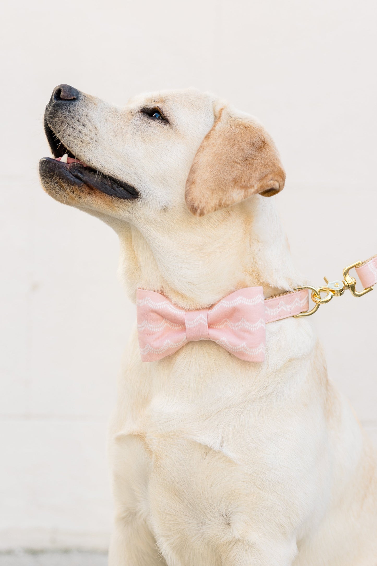 Blush Waves Bow Tie Dog Collar - Crew LaLa