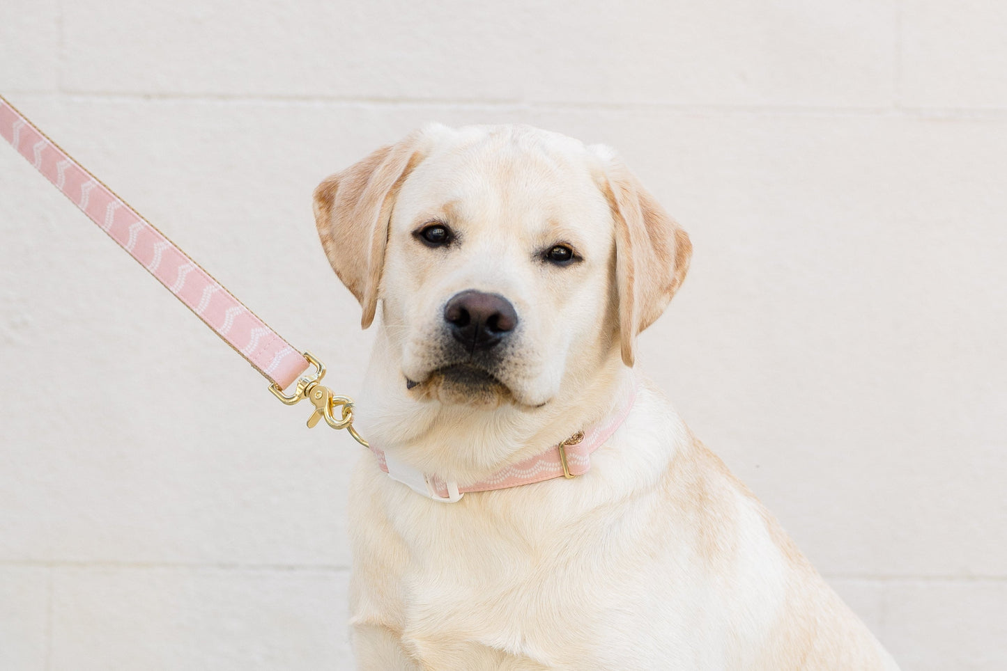 Blush Waves Dog Collar - Crew LaLa