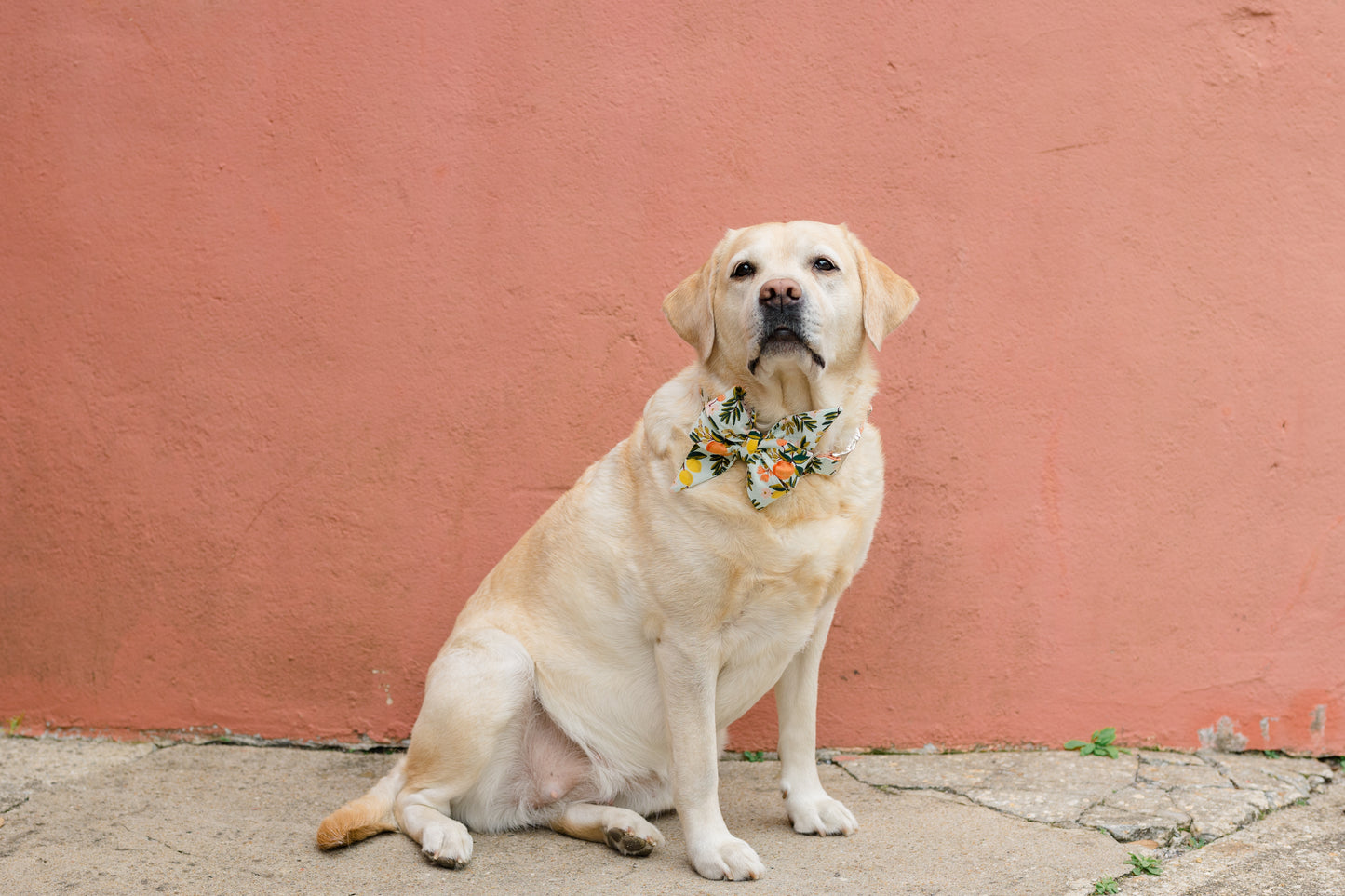 Sweet Clementines Belle Bow Dog Collar - Crew LaLa