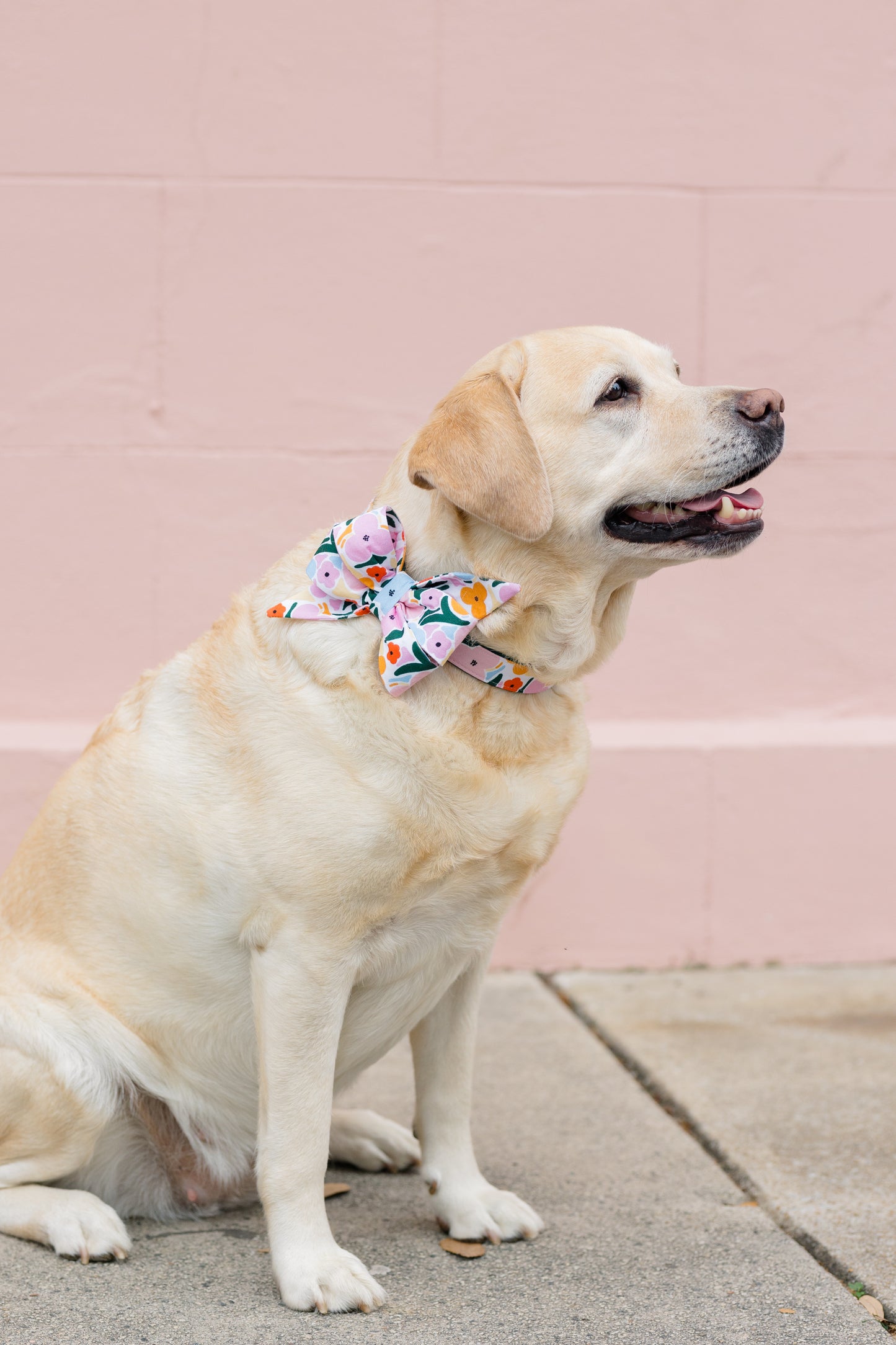 Mosaic Blooms Belle Bow Dog Collar - Crew LaLa