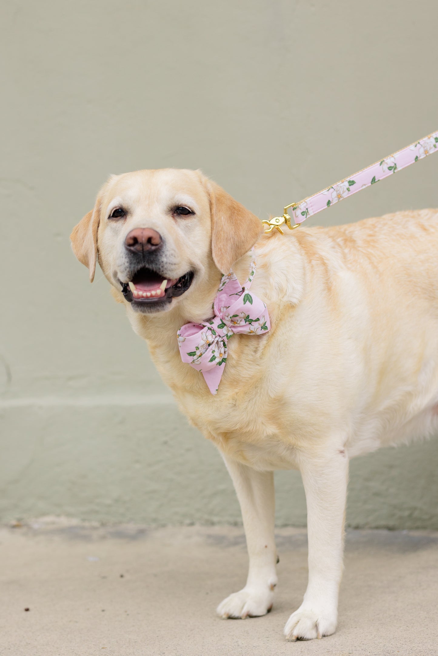 Blush Magnolias Belle Bow Dog Collar - Crew LaLa