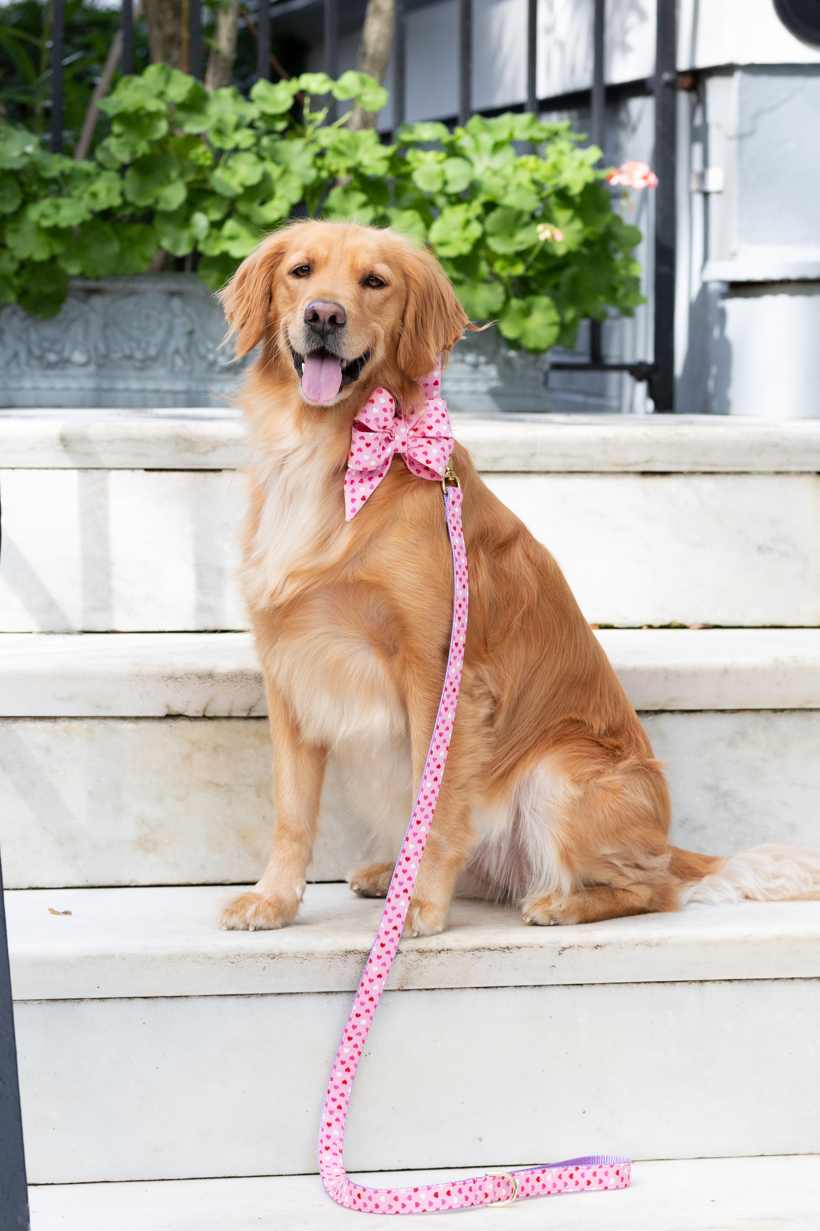 Candy Hearts Belle Bow Dog Collar - Crew LaLa