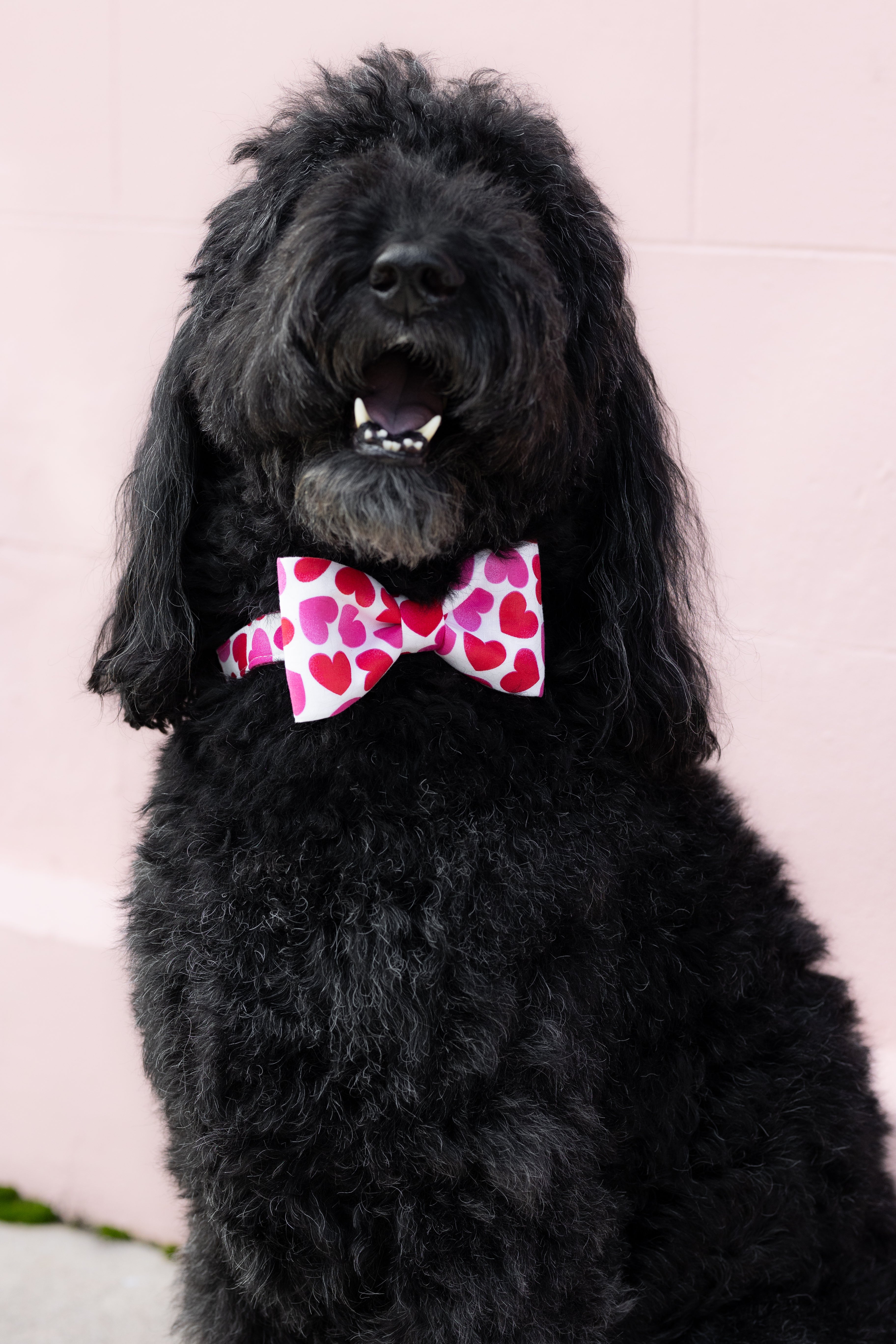 Tinder Hearts Bow Tie Dog Collar - Crew LaLa