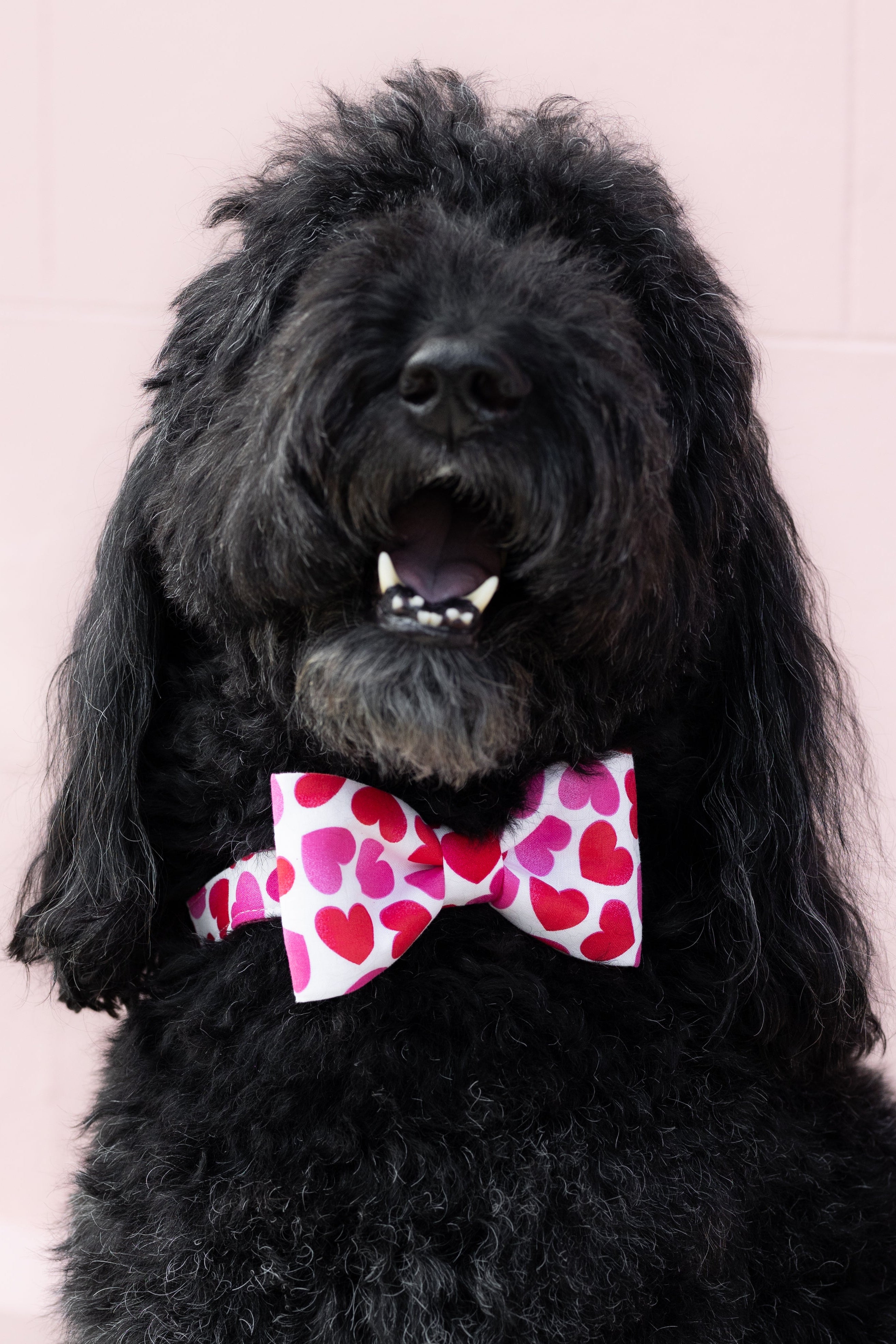 Tinder Hearts Bow Tie Dog Collar - Crew LaLa