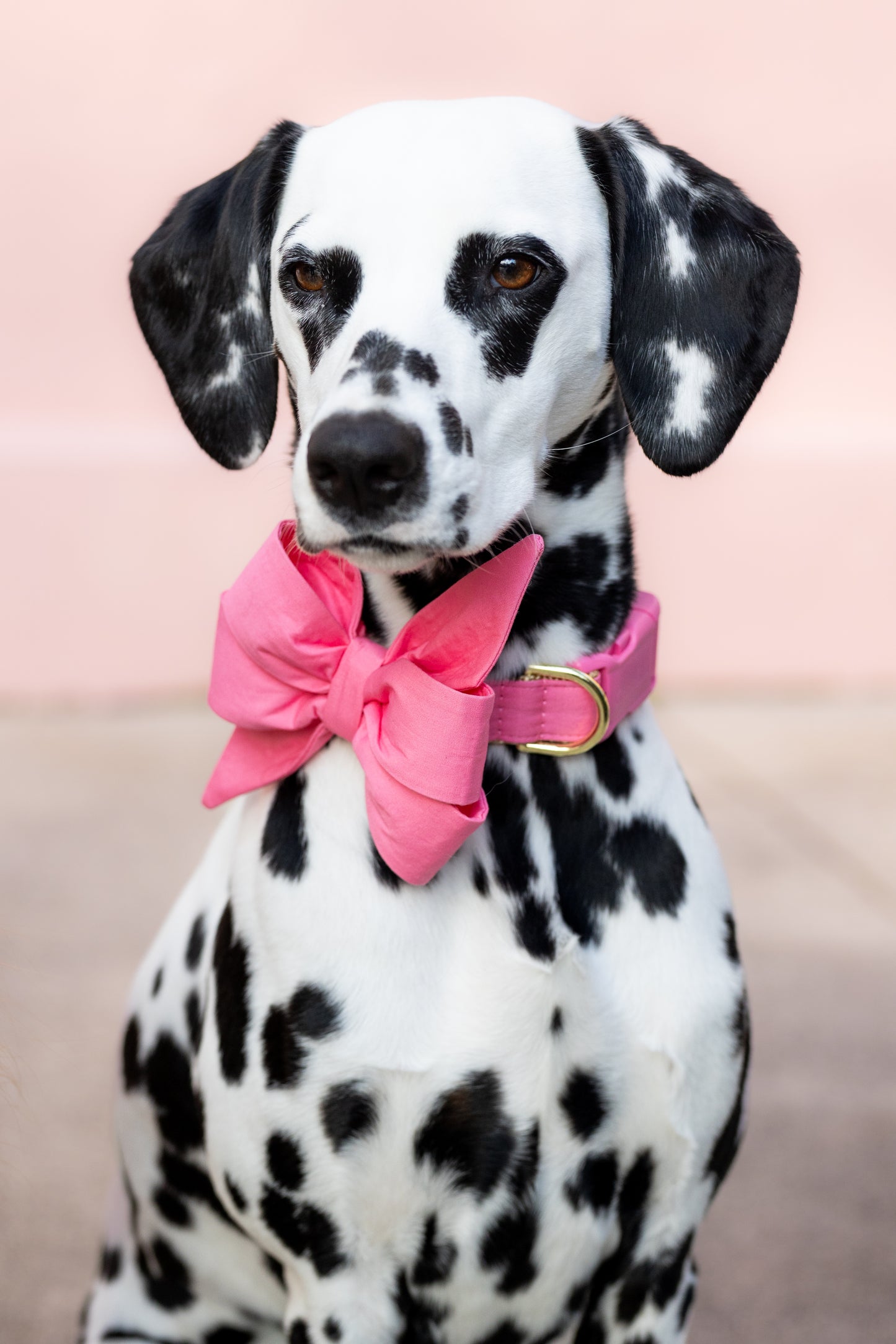Bubblegum Pink Belle Bow Collar - Crew LaLa