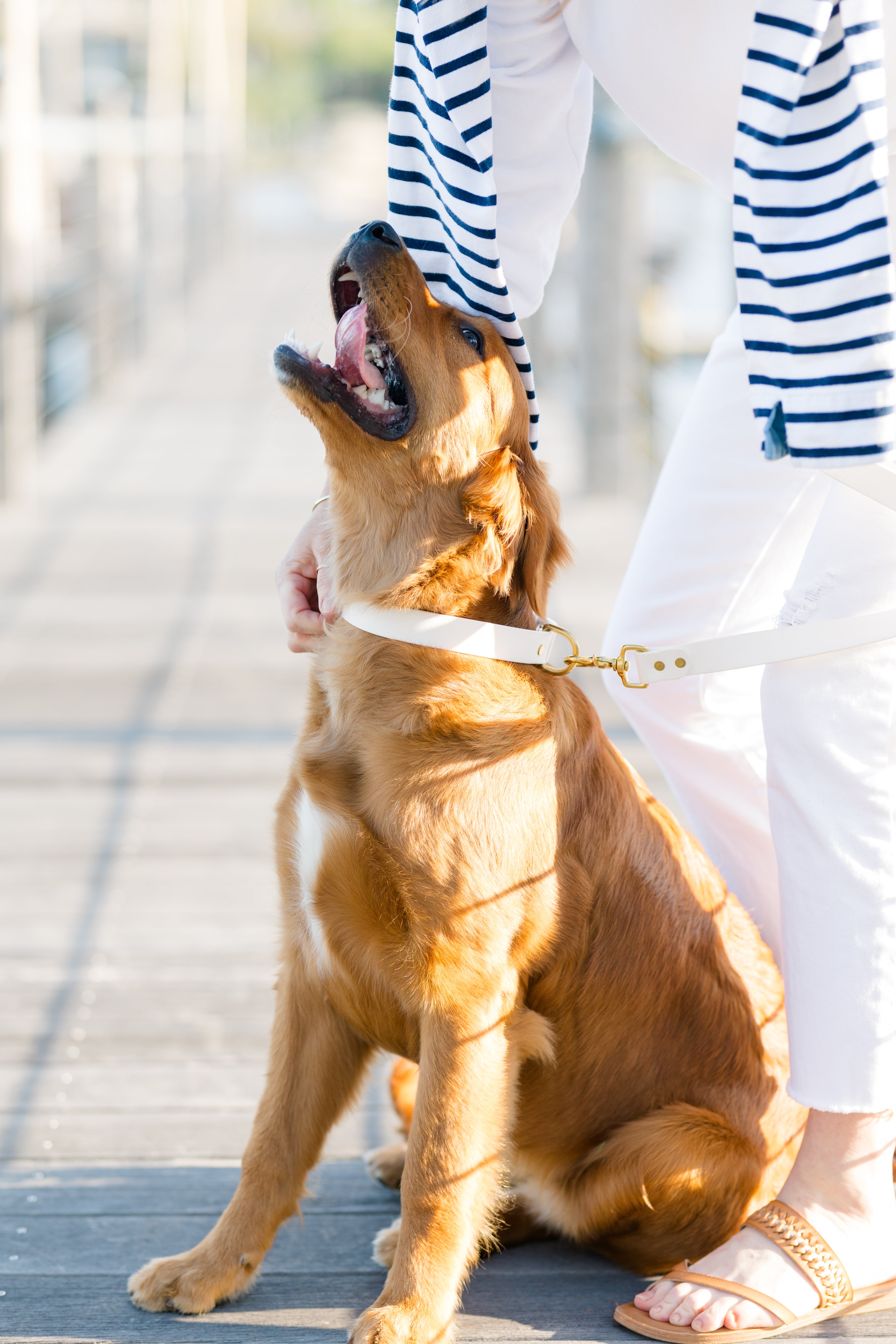 White Biothane Collar - Crew LaLa