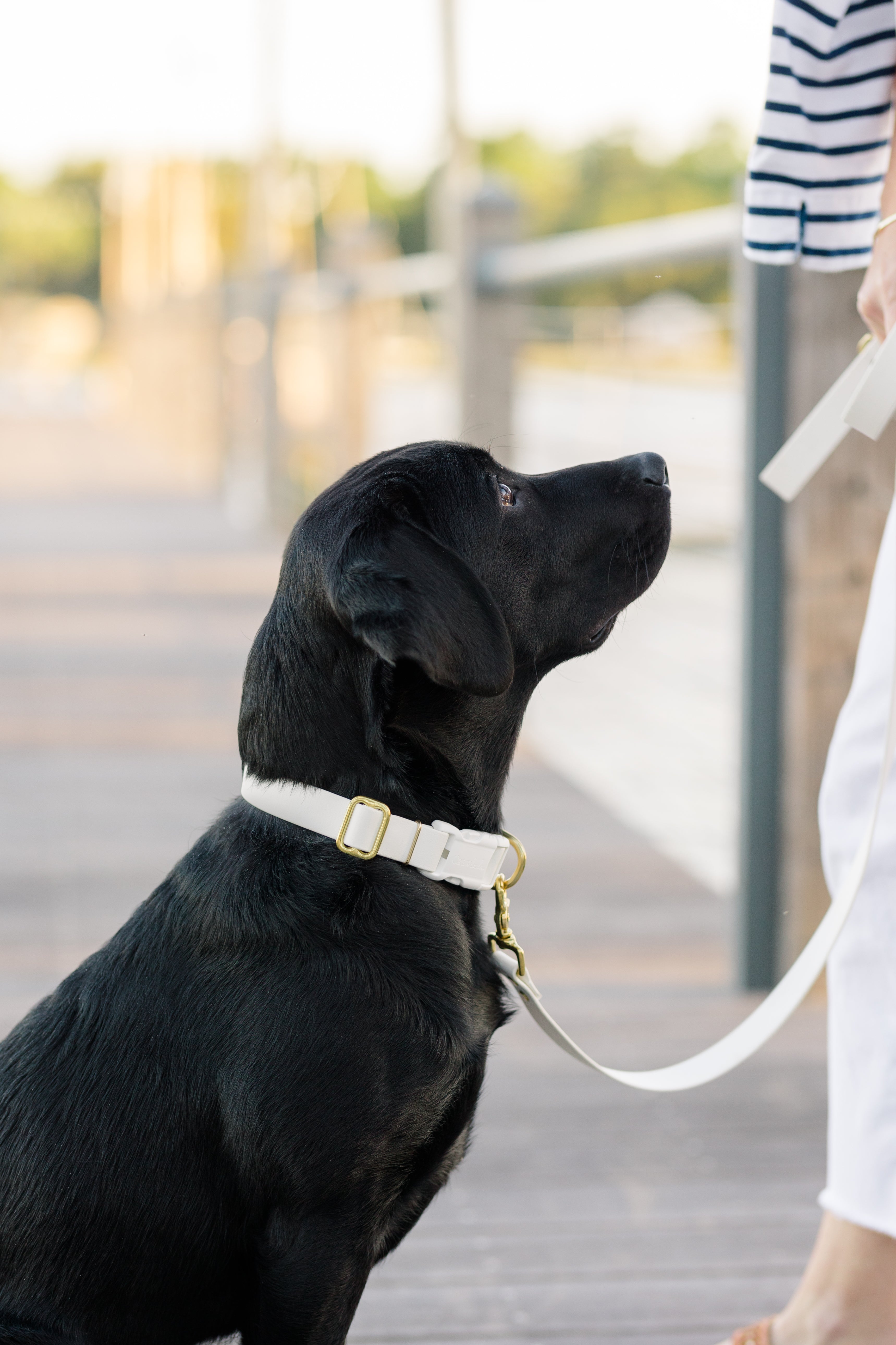 White Biothane 5' Leash - Crew LaLa